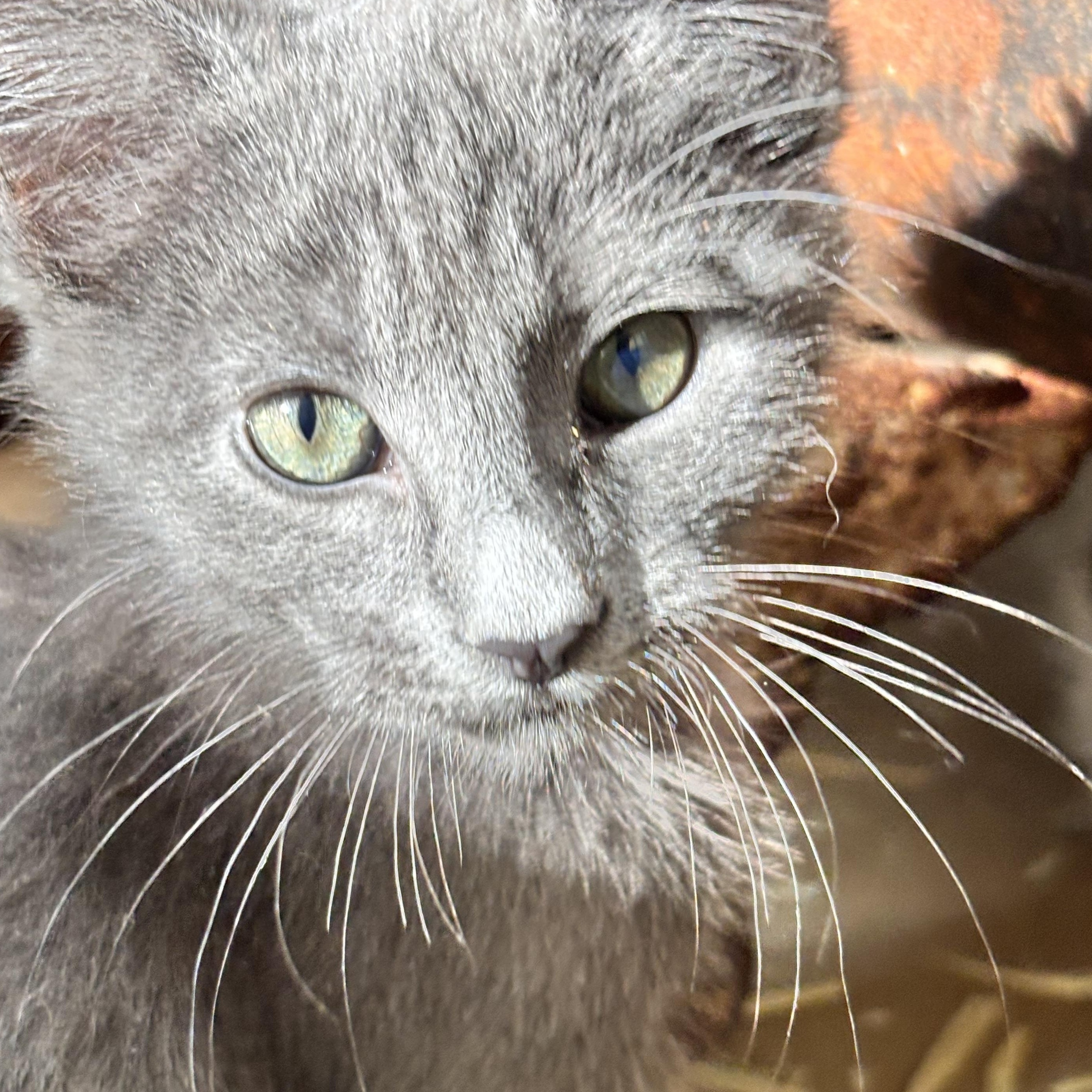 Rosie, adoptable, Young Female Russian Blue.