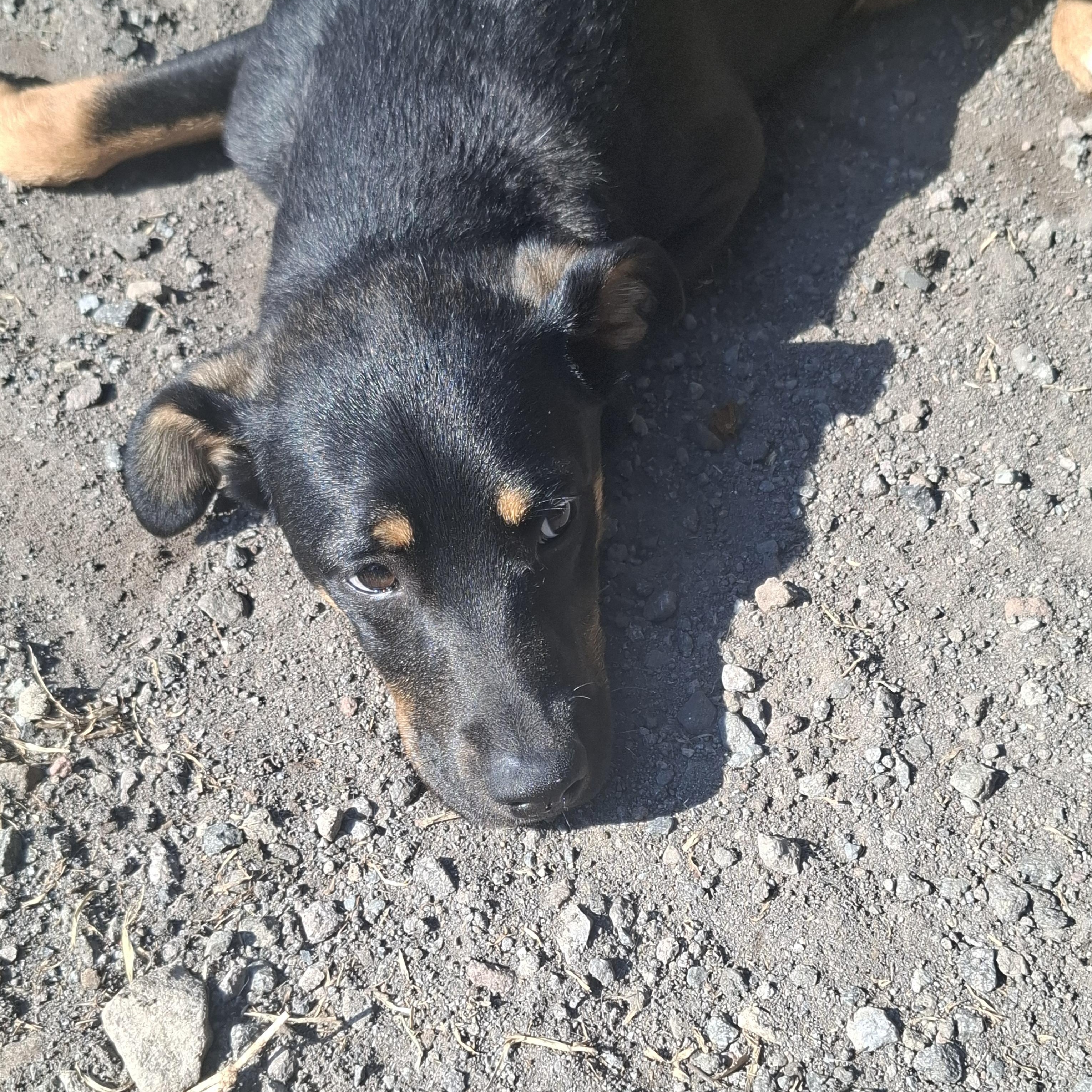 Enlarge Prietra, a Adopted mixed breed in Sparks, NV image 2/5