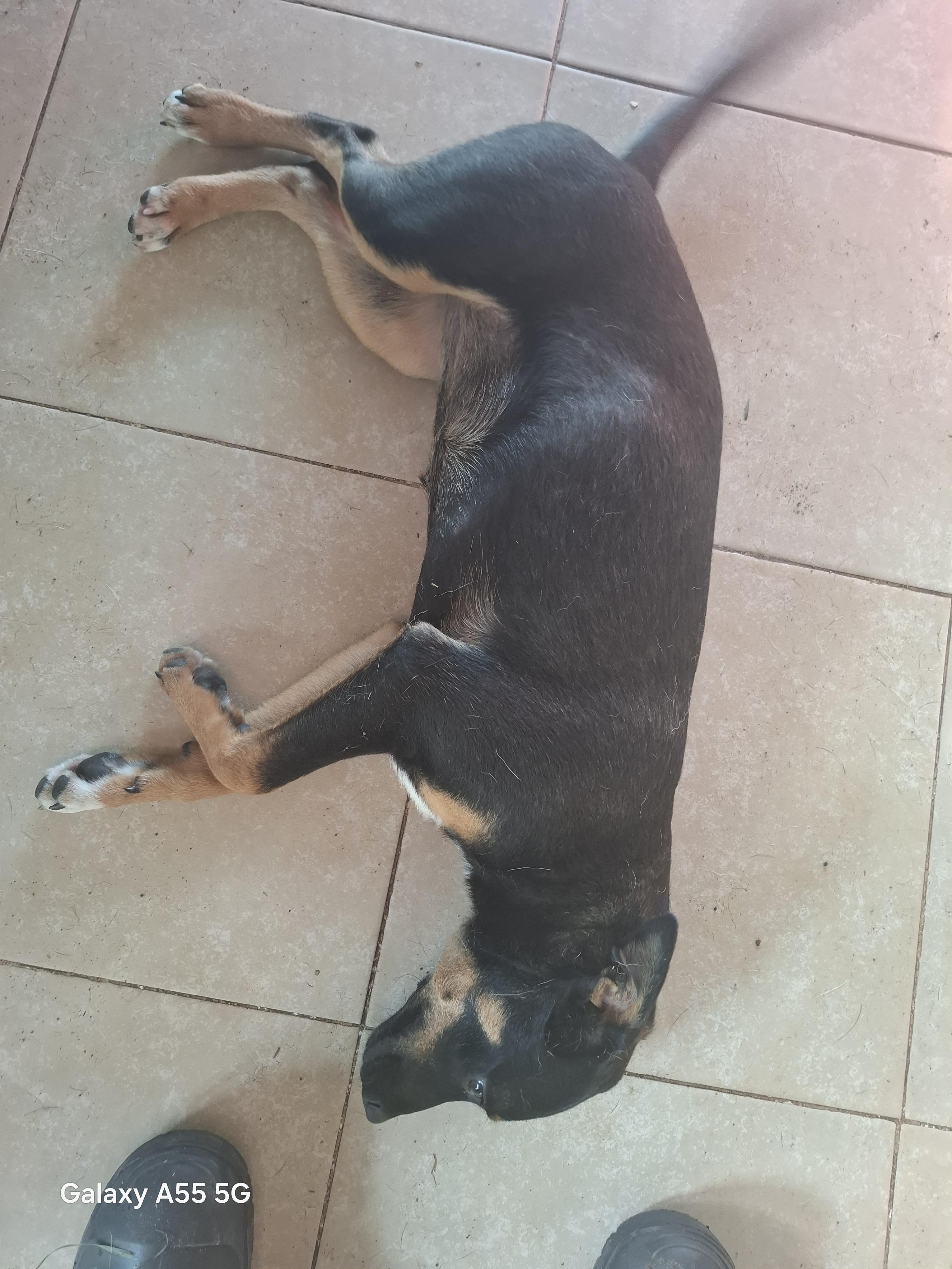 Enlarge Prietra, a Adopted mixed breed in Sparks, NV image 3/5