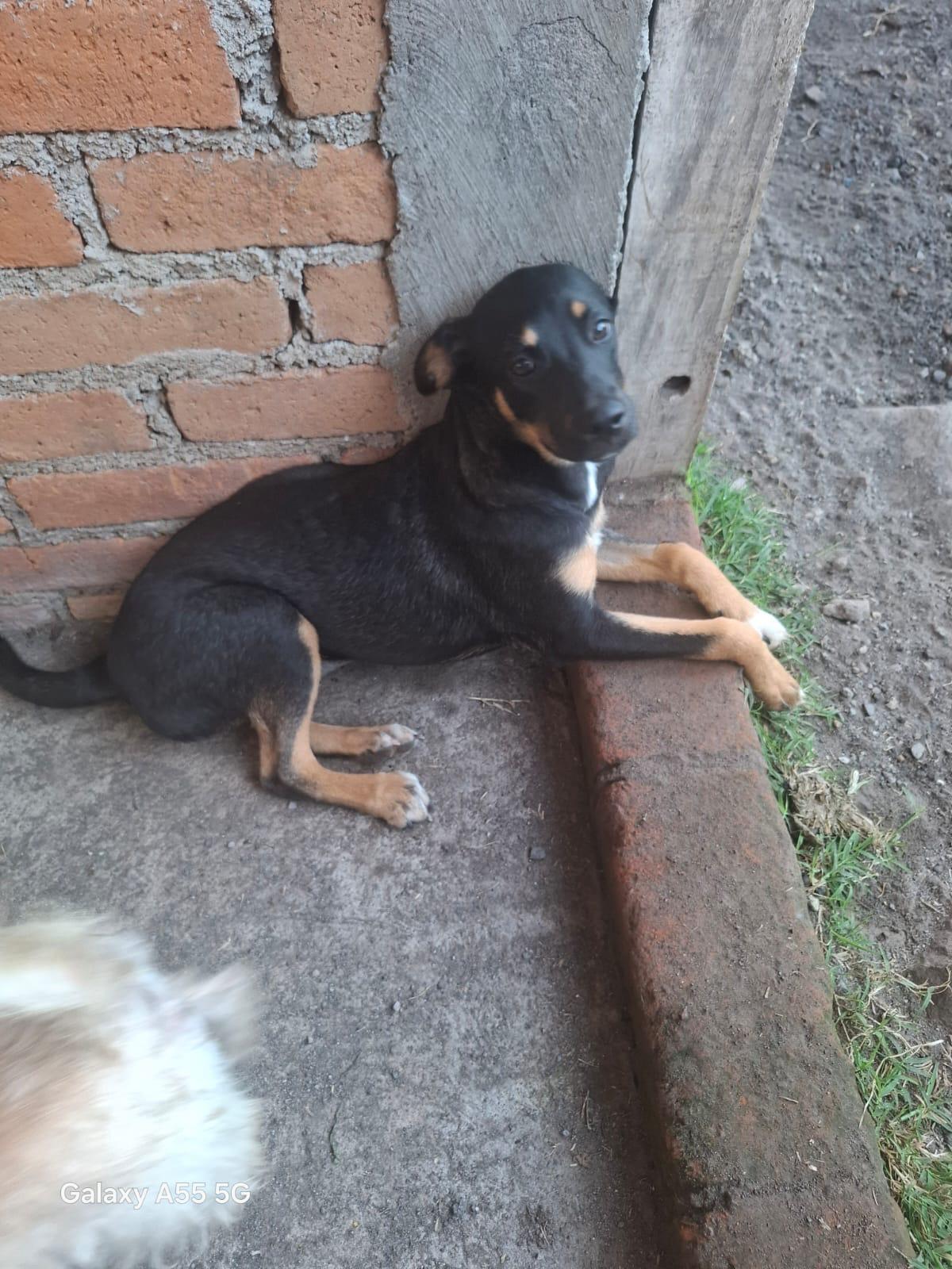 Enlarge Prietra, a Adopted mixed breed in Sparks, NV image 1/5