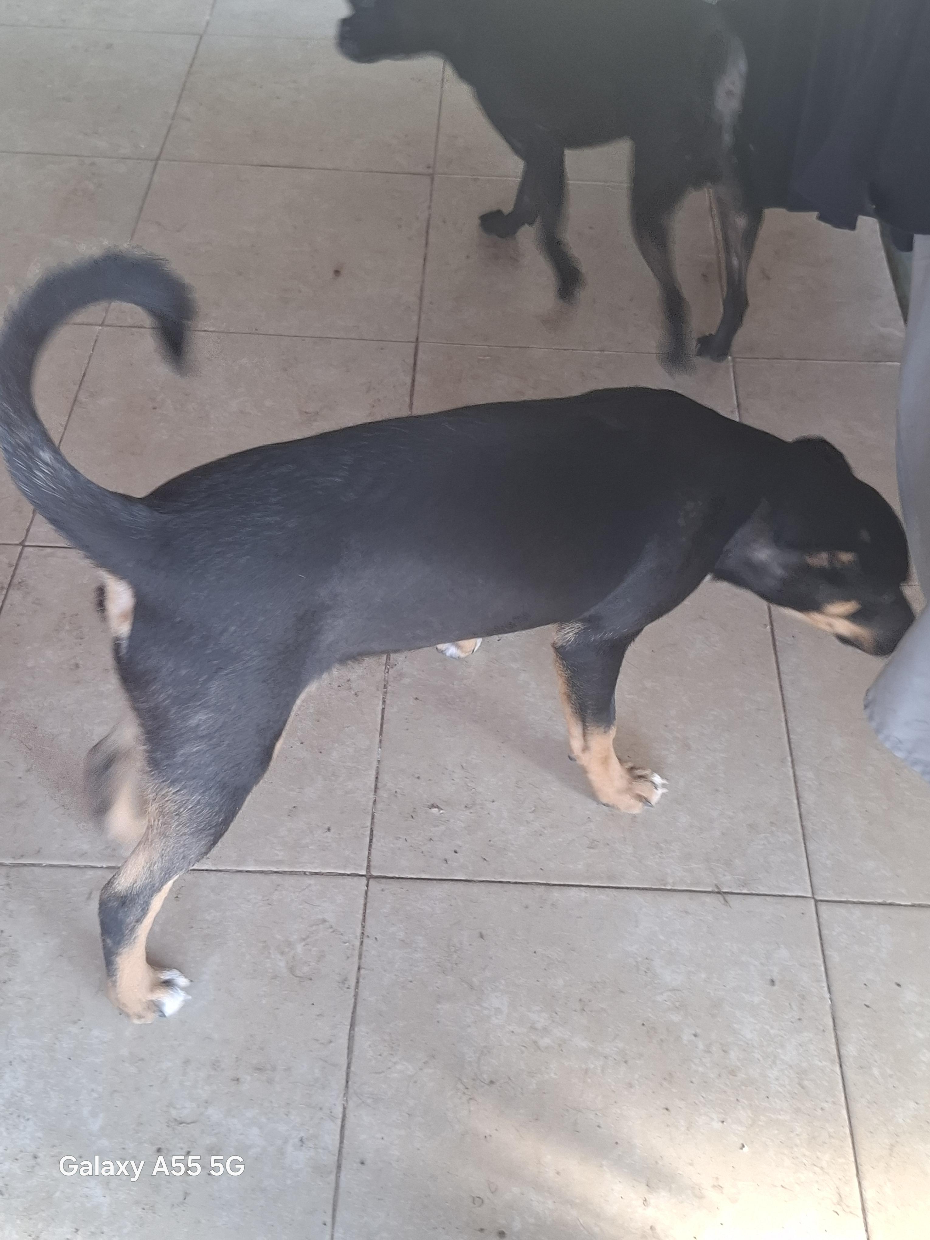 Enlarge Prietra, a Adopted mixed breed in Sparks, NV image 4/5