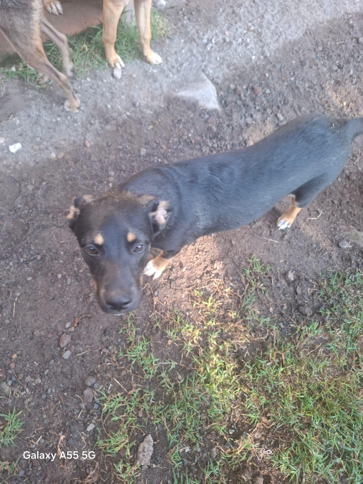 Enlarge Prietra, a Adopted mixed breed in Sparks, NV image 5/5