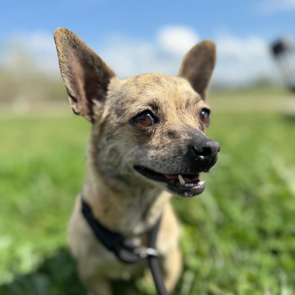 Willa Dean, Adoptable, Adult Female Mixed Breed.