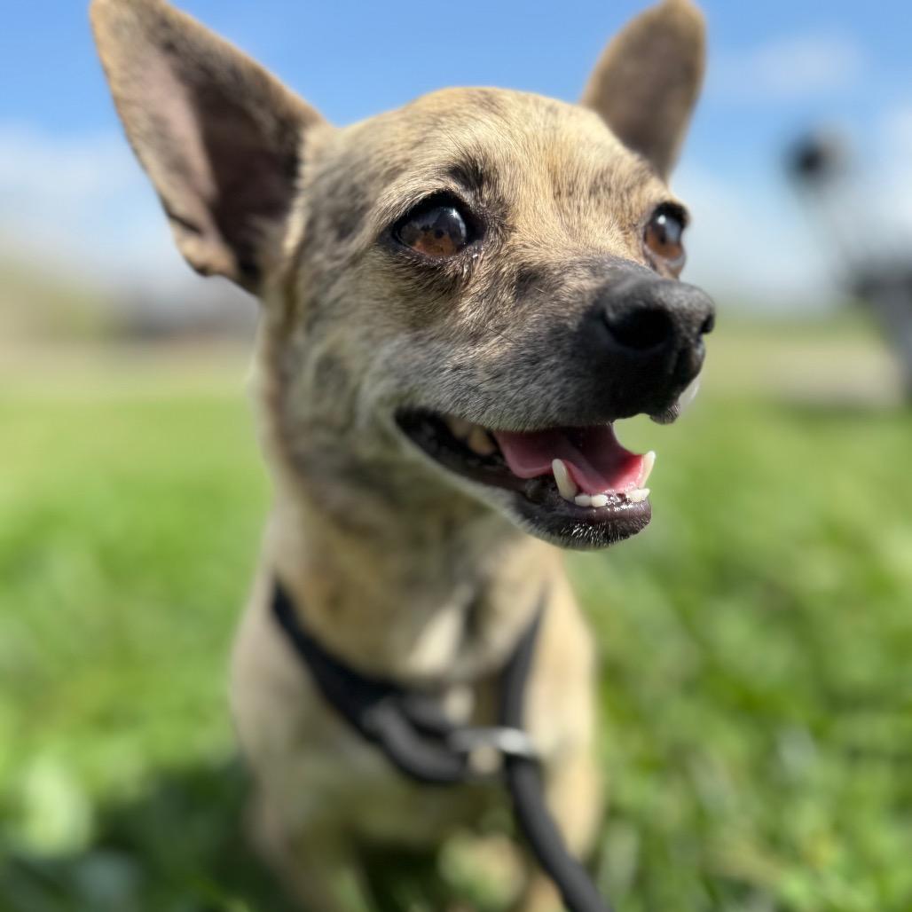 Willa Dean, a Adoptable Mixed Breed in Southside, TN image 2/4