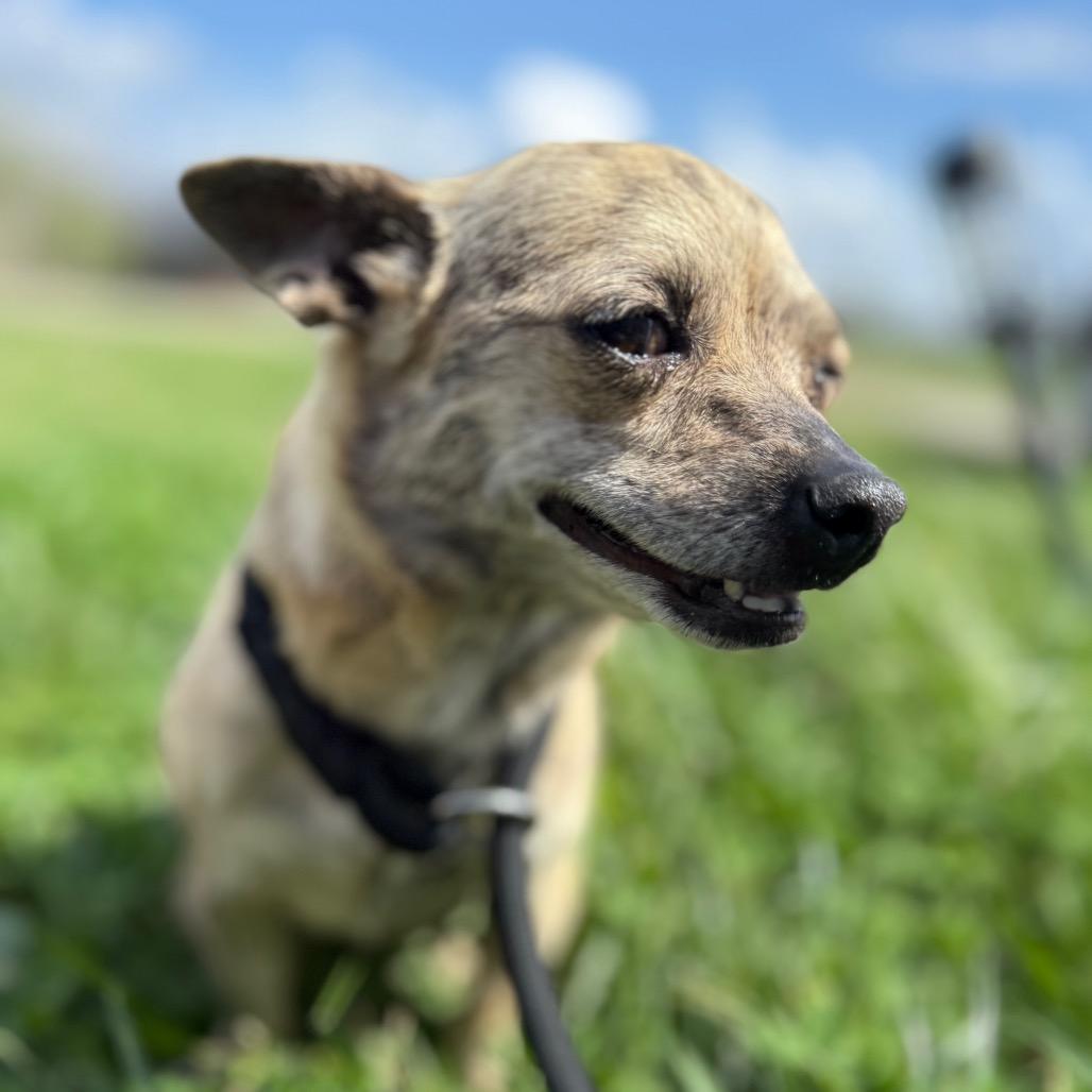 Willa Dean, a Adoptable Mixed Breed in Southside, TN image 3/4