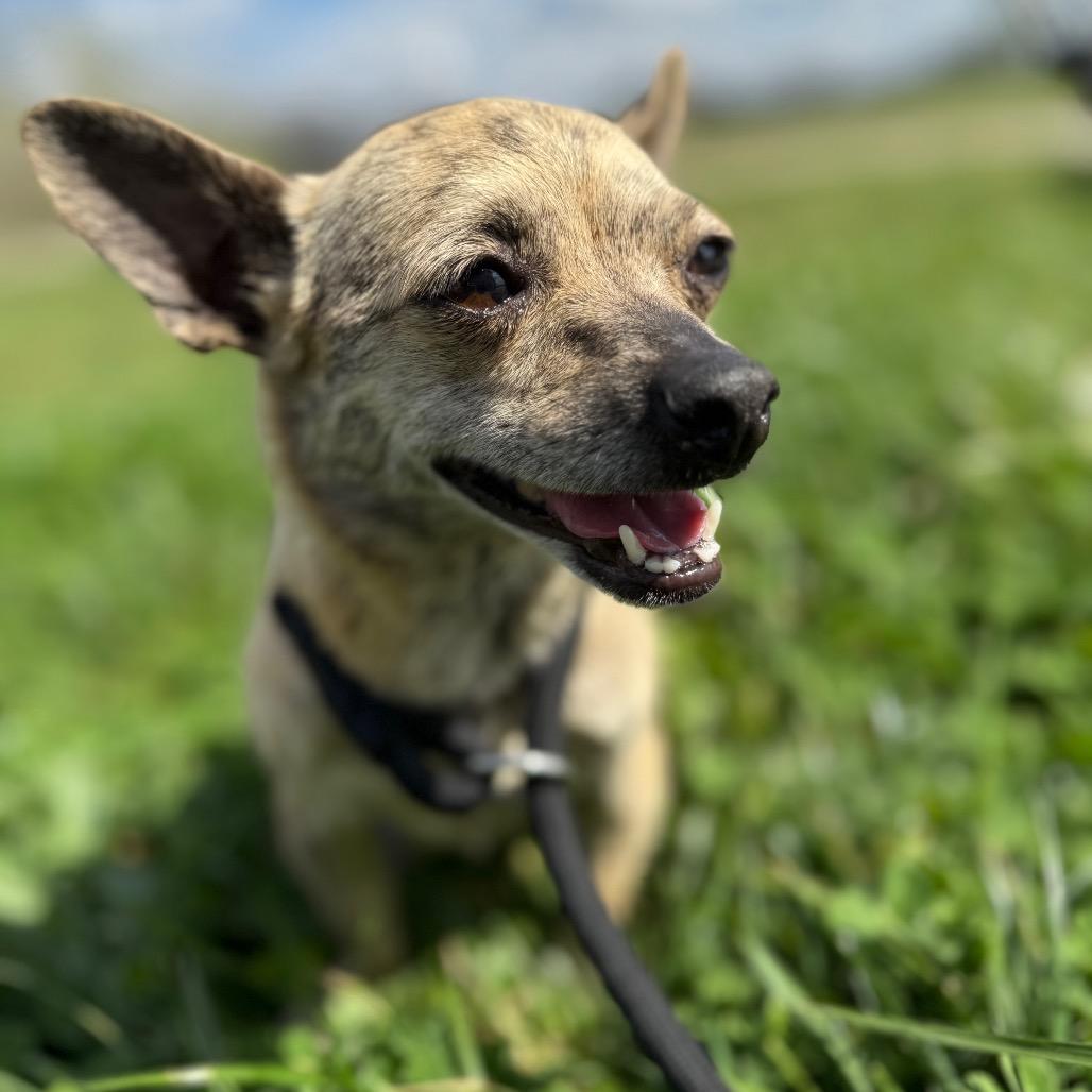 Willa Dean, a Adoptable Mixed Breed in Southside, TN image 4/4