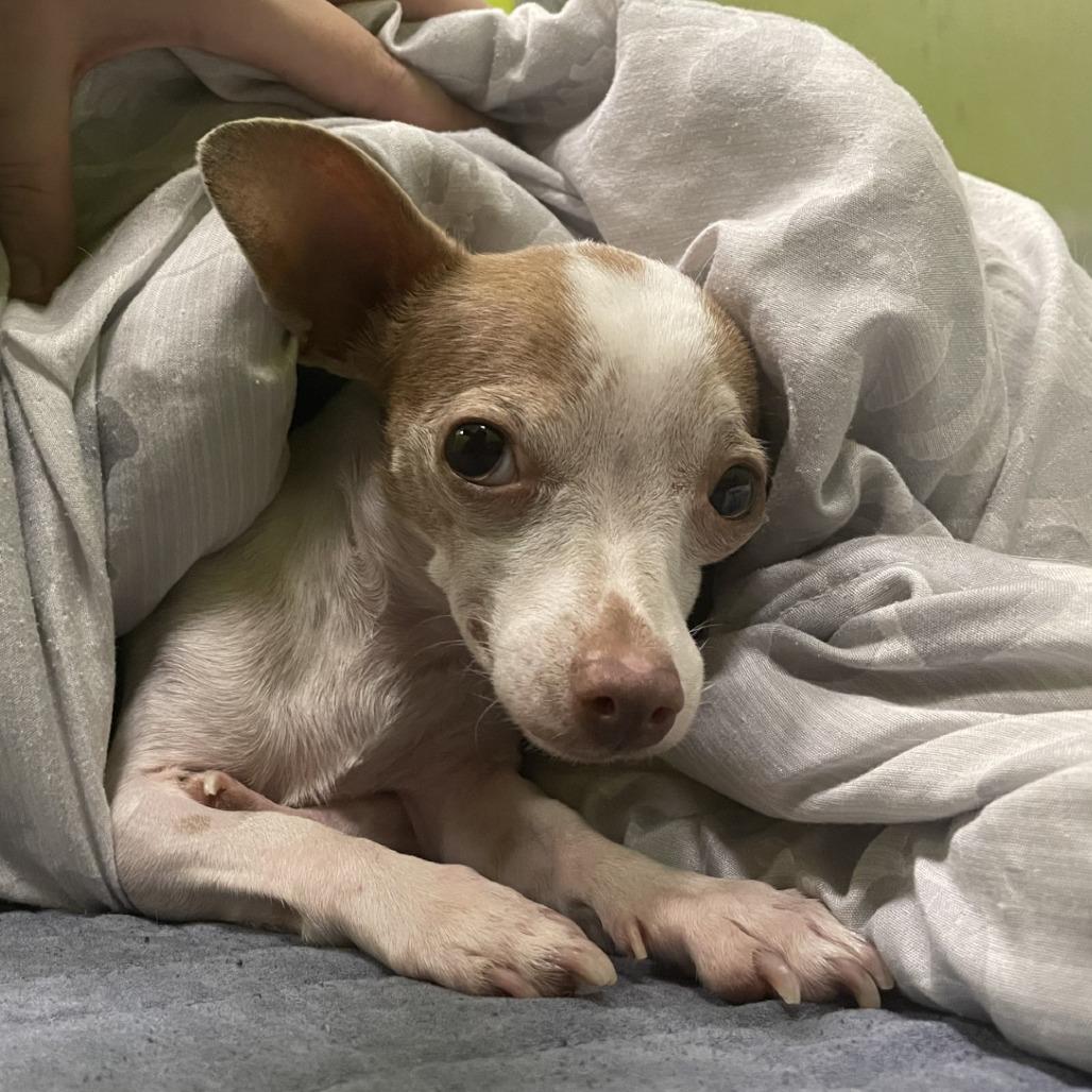 Selma, Adoptable, Adult Female Chihuahua.