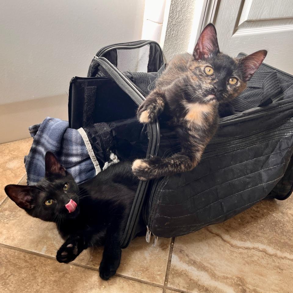 Enlarge Nix, a ADOPTABLE Domestic Short Hair in Tulsa, OK image 4/6