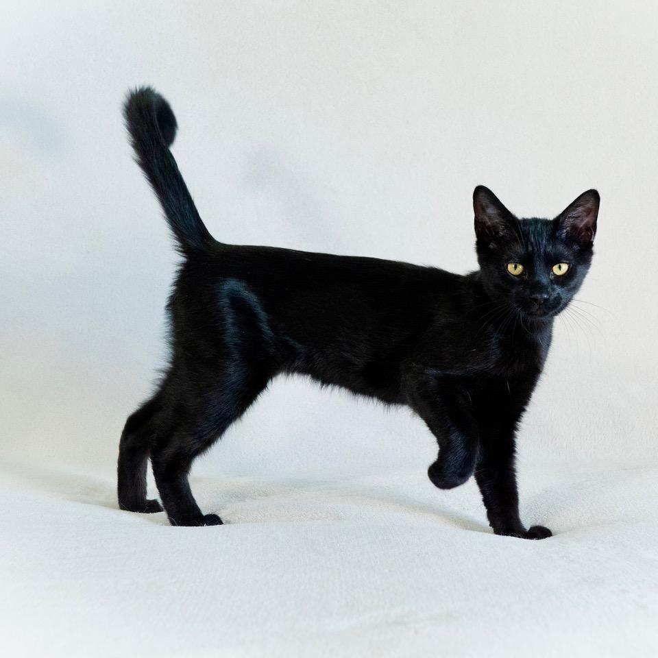 Enlarge Nix, a ADOPTABLE Domestic Short Hair in Tulsa, OK image 3/6