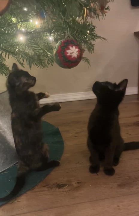 Enlarge Nix, a ADOPTABLE Domestic Short Hair in Tulsa, OK video 6/6