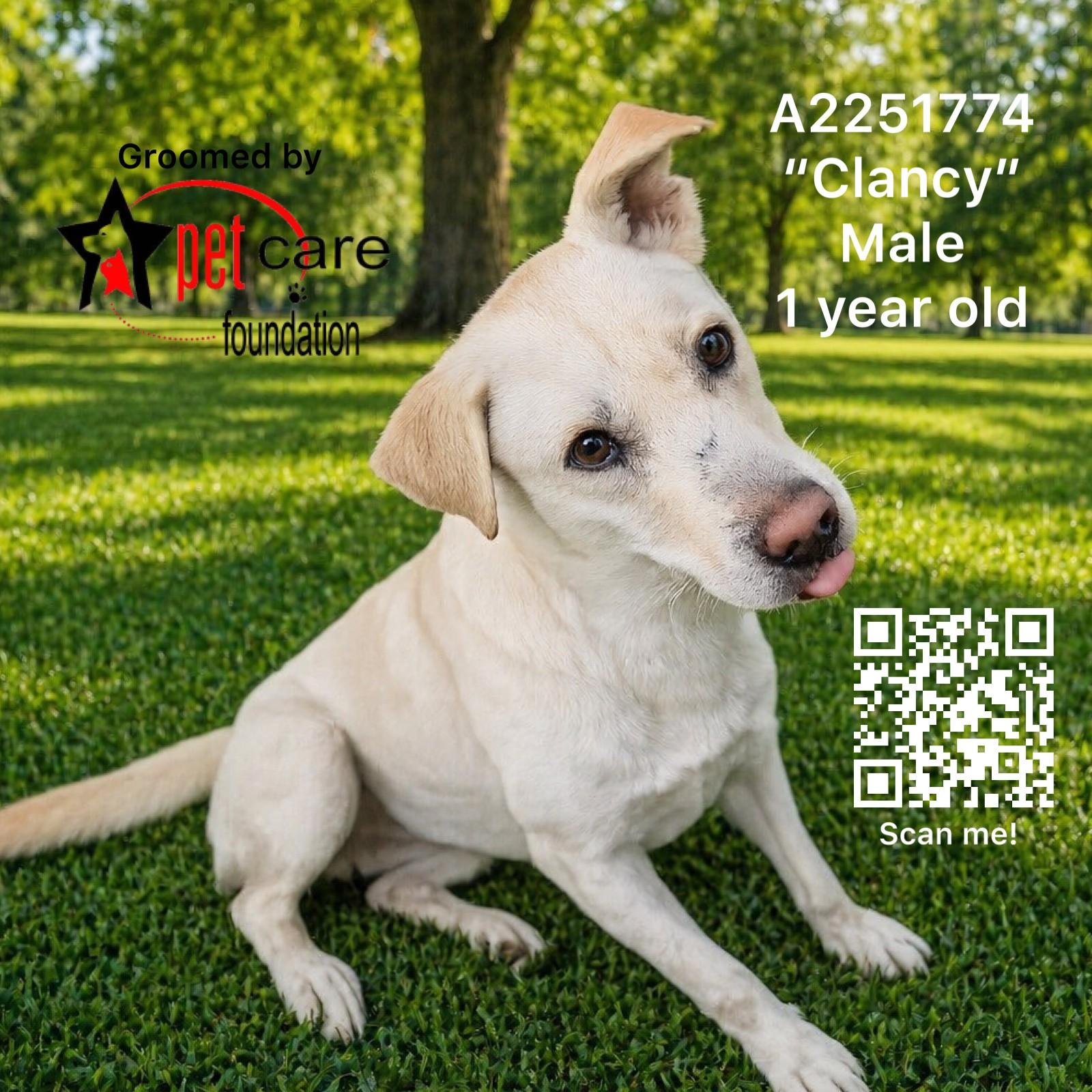 CLANCY, Adoptable, Young Male Jindo & Mixed Breed.