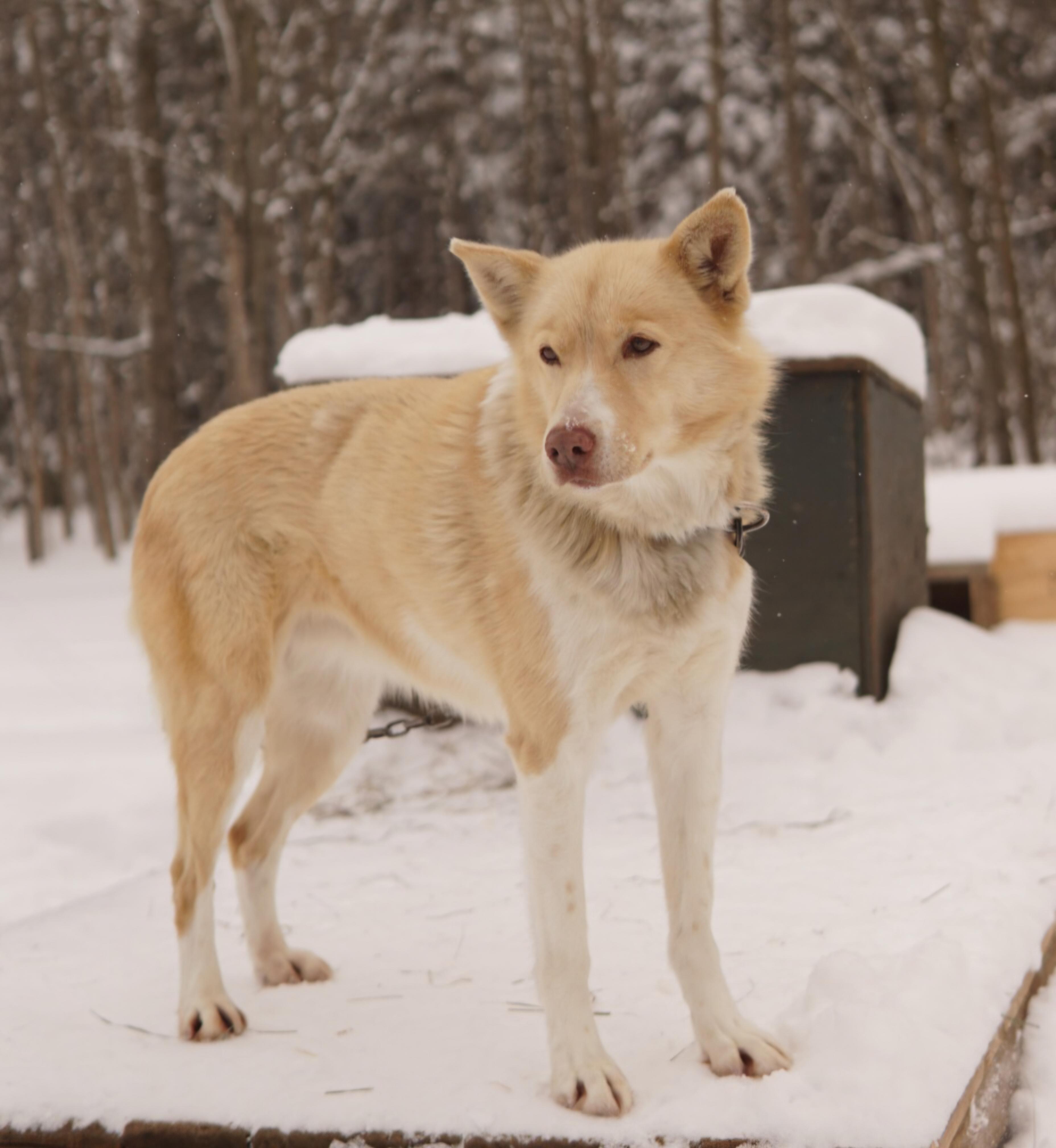 Galena, ADOPTABLE, Senior Female Husky.