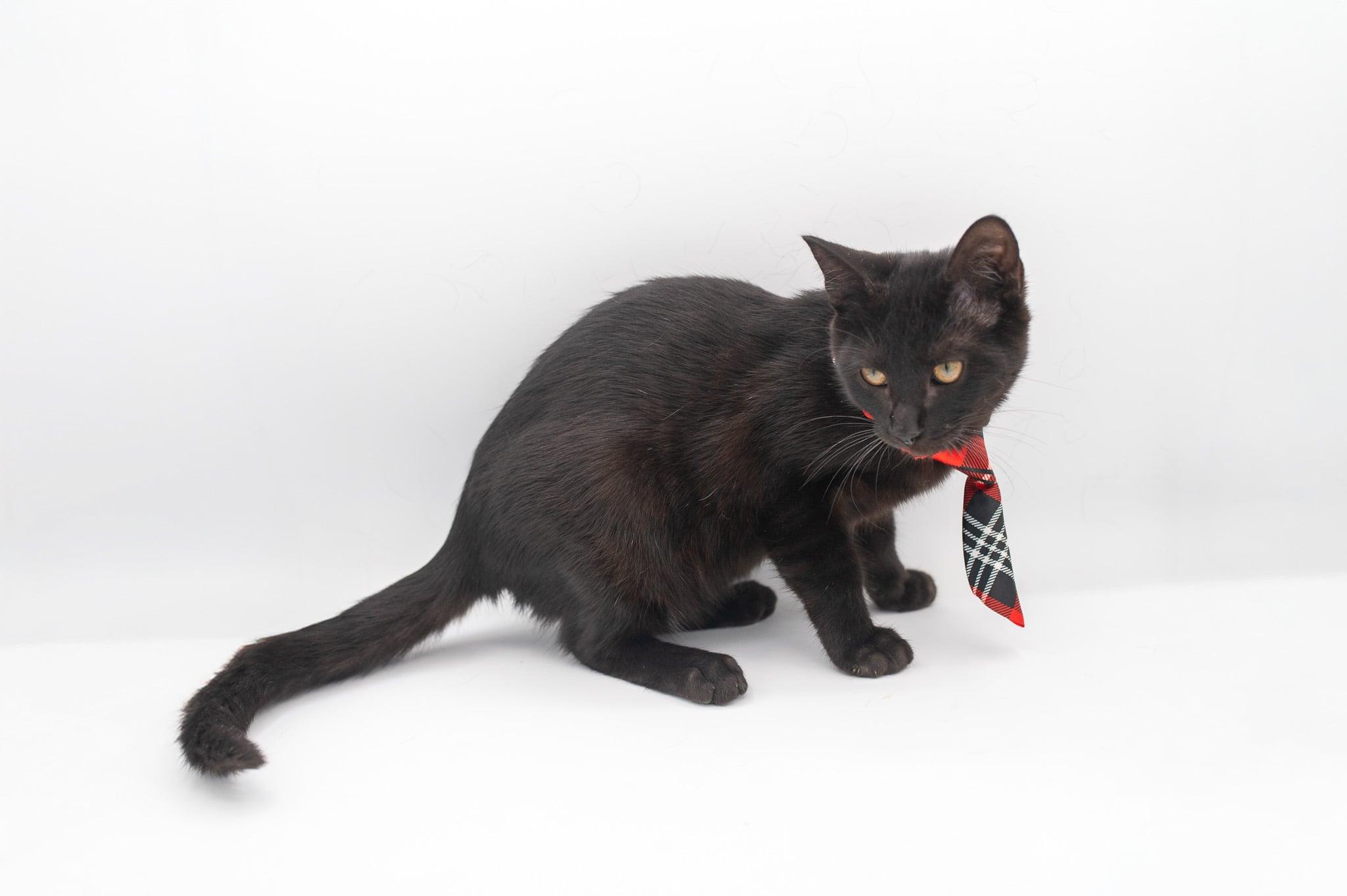 Peanut, a Adoptable mixed breed in Farmington, CT image 1/6