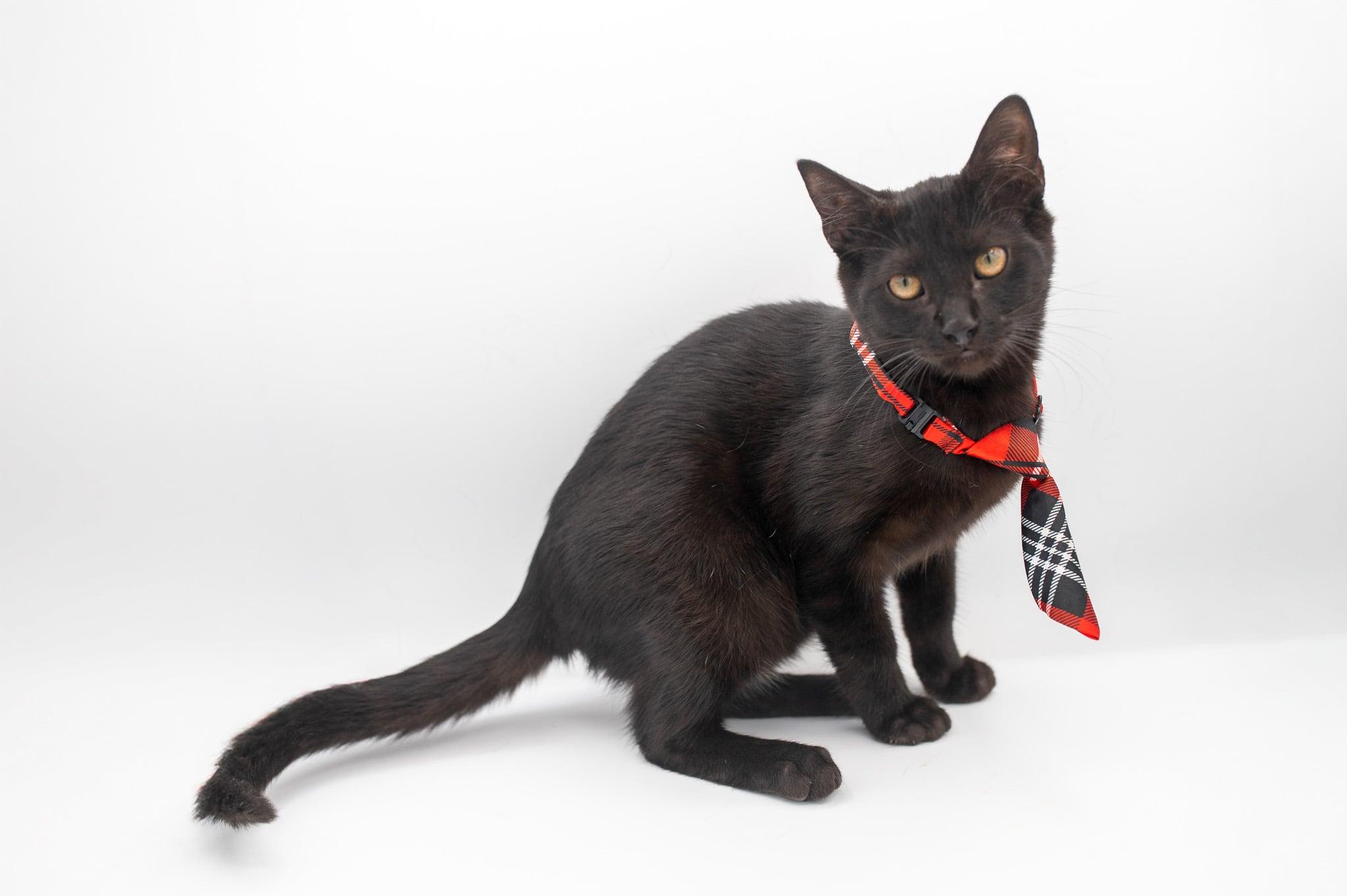 Peanut, a Adoptable mixed breed in Farmington, CT image 2/6