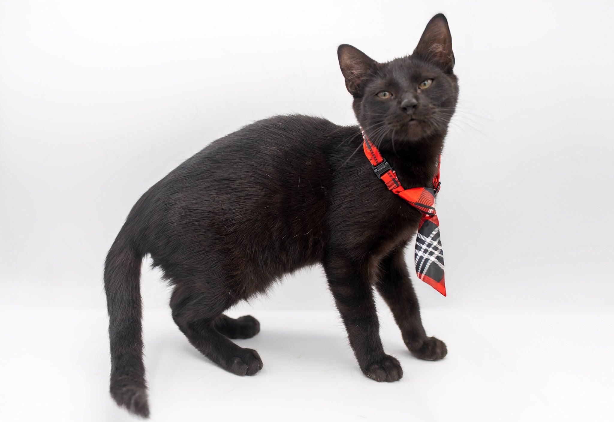 Peanut, a Adoptable mixed breed in Farmington, CT image 3/6