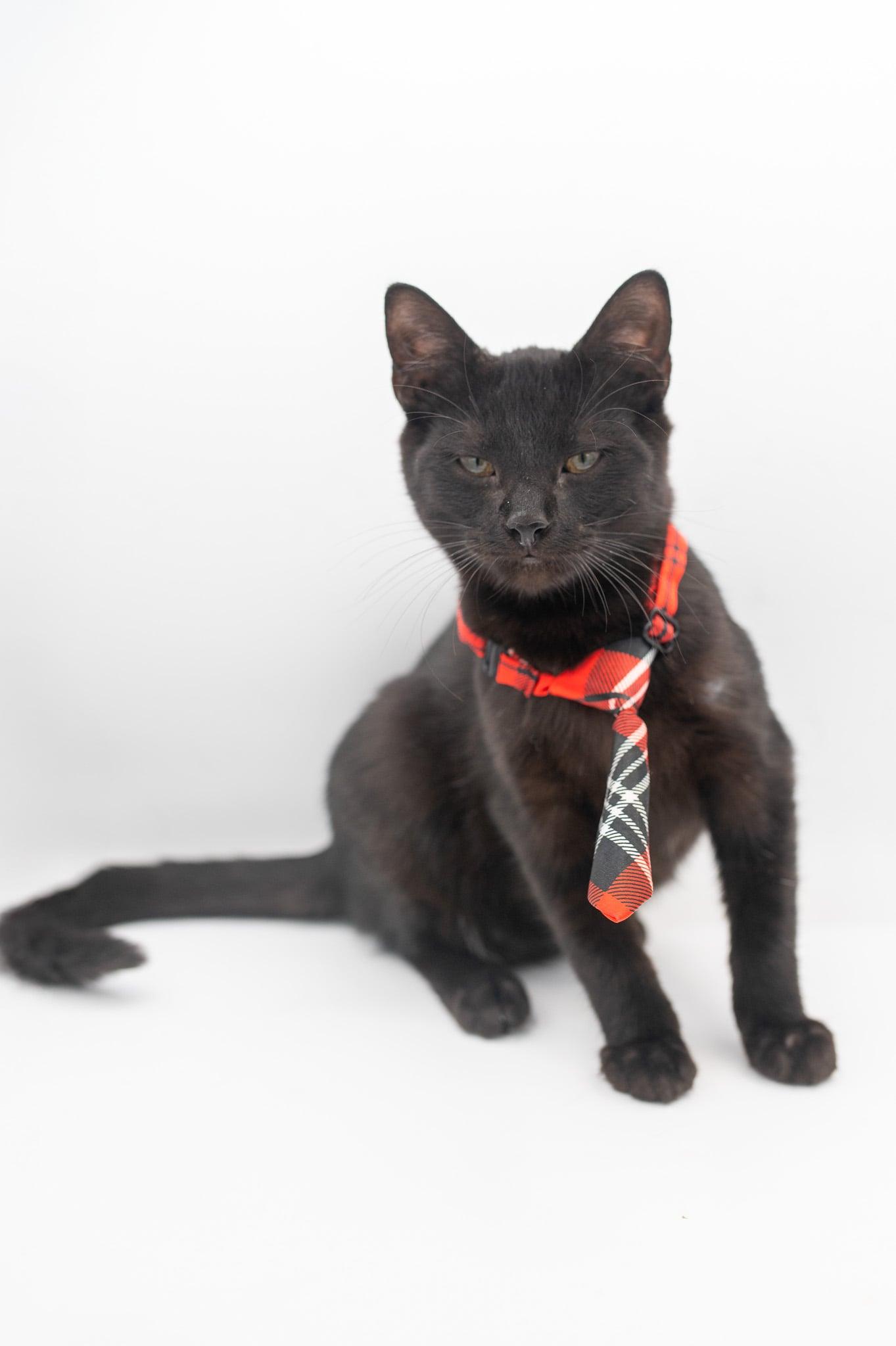 Peanut, a Adoptable mixed breed in Farmington, CT image 4/6