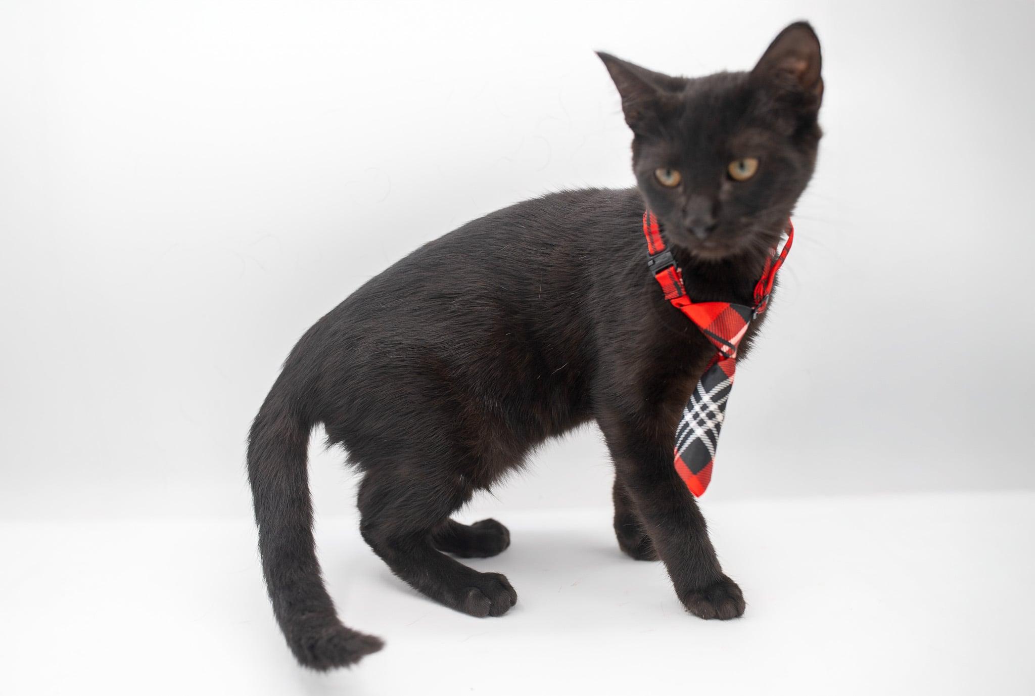 Peanut, a Adoptable mixed breed in Farmington, CT image 5/6