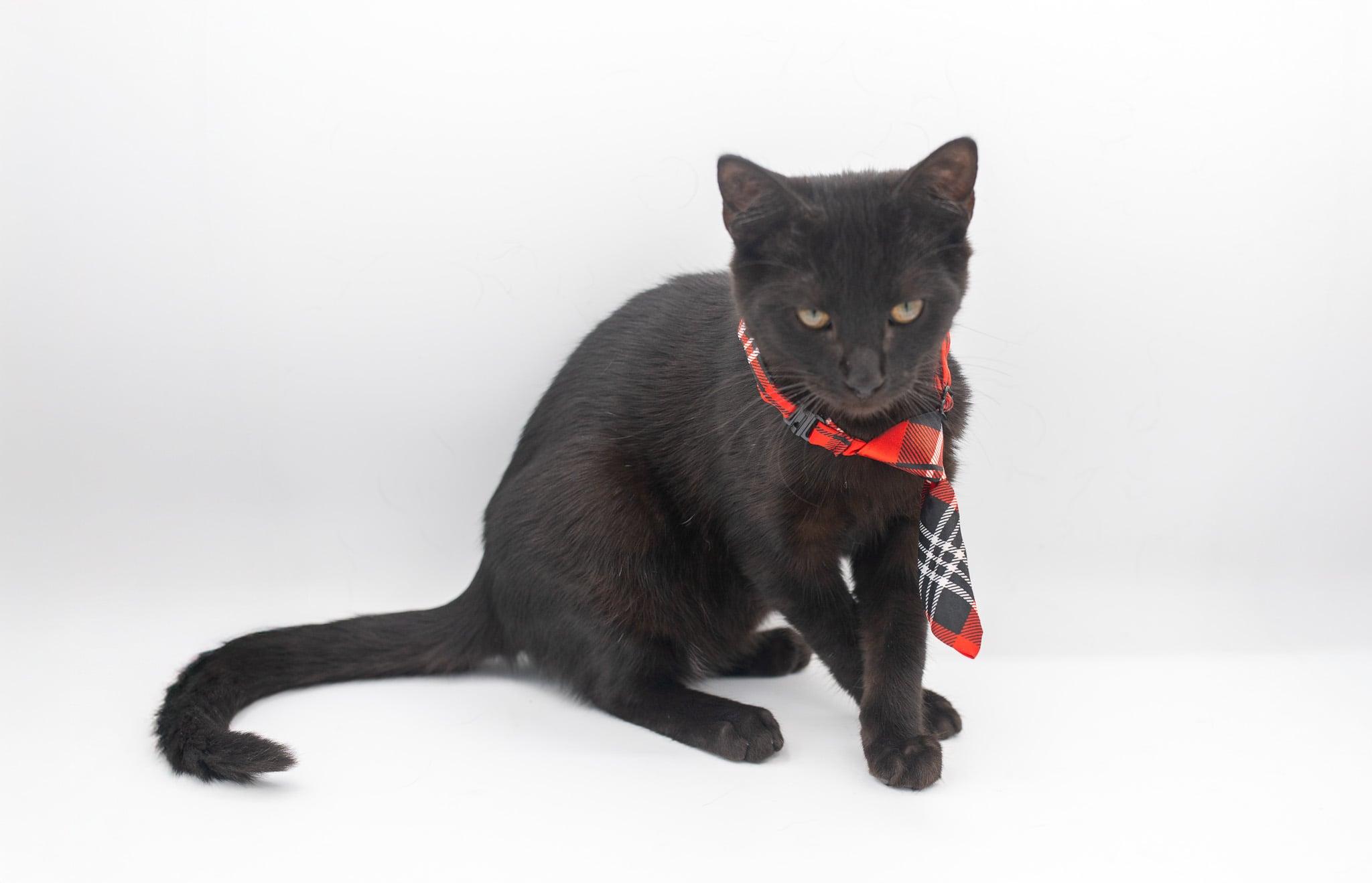 Peanut, a Adoptable mixed breed in Farmington, CT image 6/6