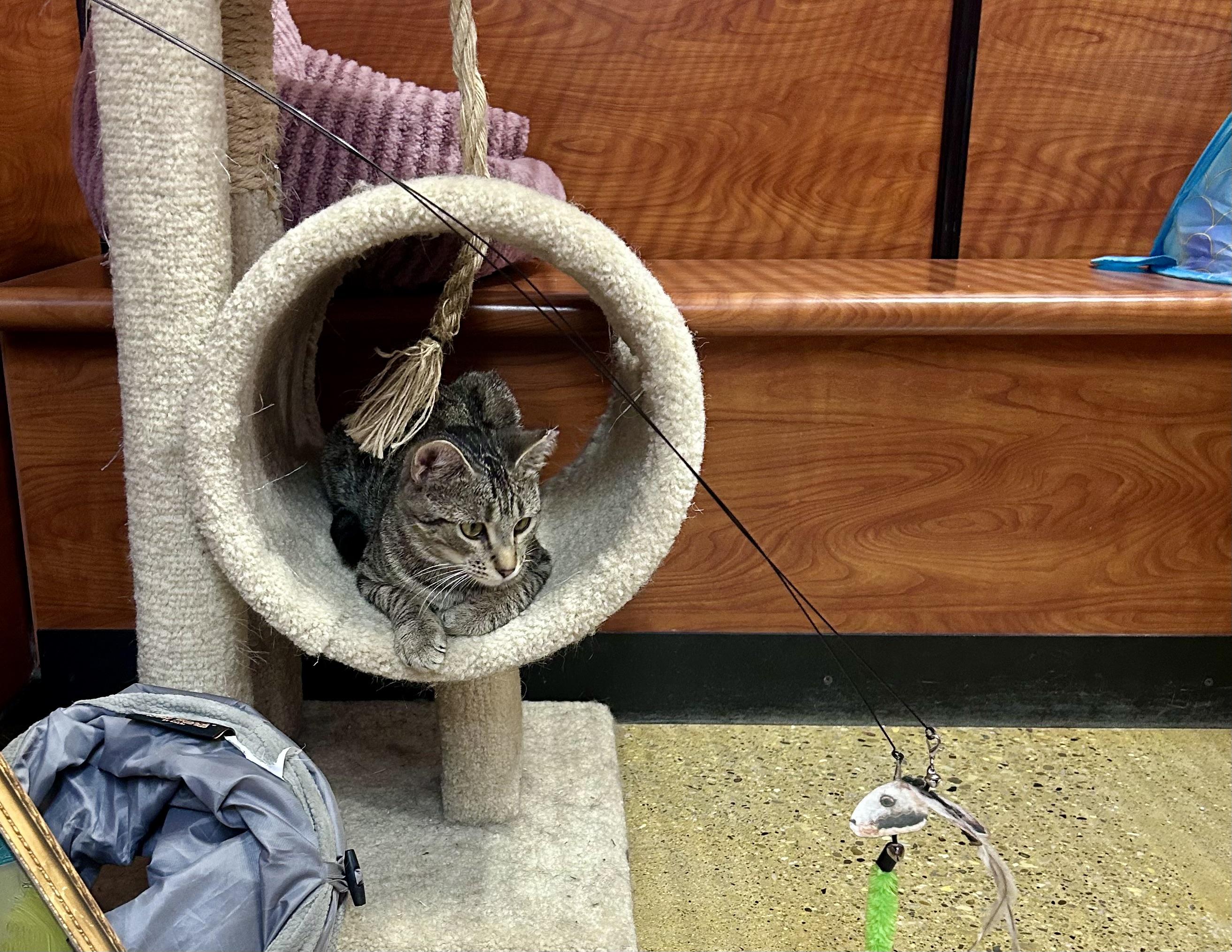 Enlarge Juliette, a ADOPTABLE Domestic Short Hair in Vernon Hills, IL image 2/3