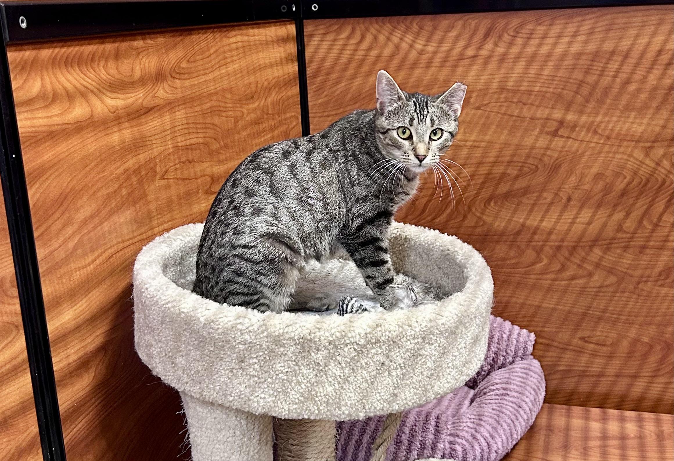 Enlarge Juliette, a ADOPTABLE Domestic Short Hair in Vernon Hills, IL image 3/3