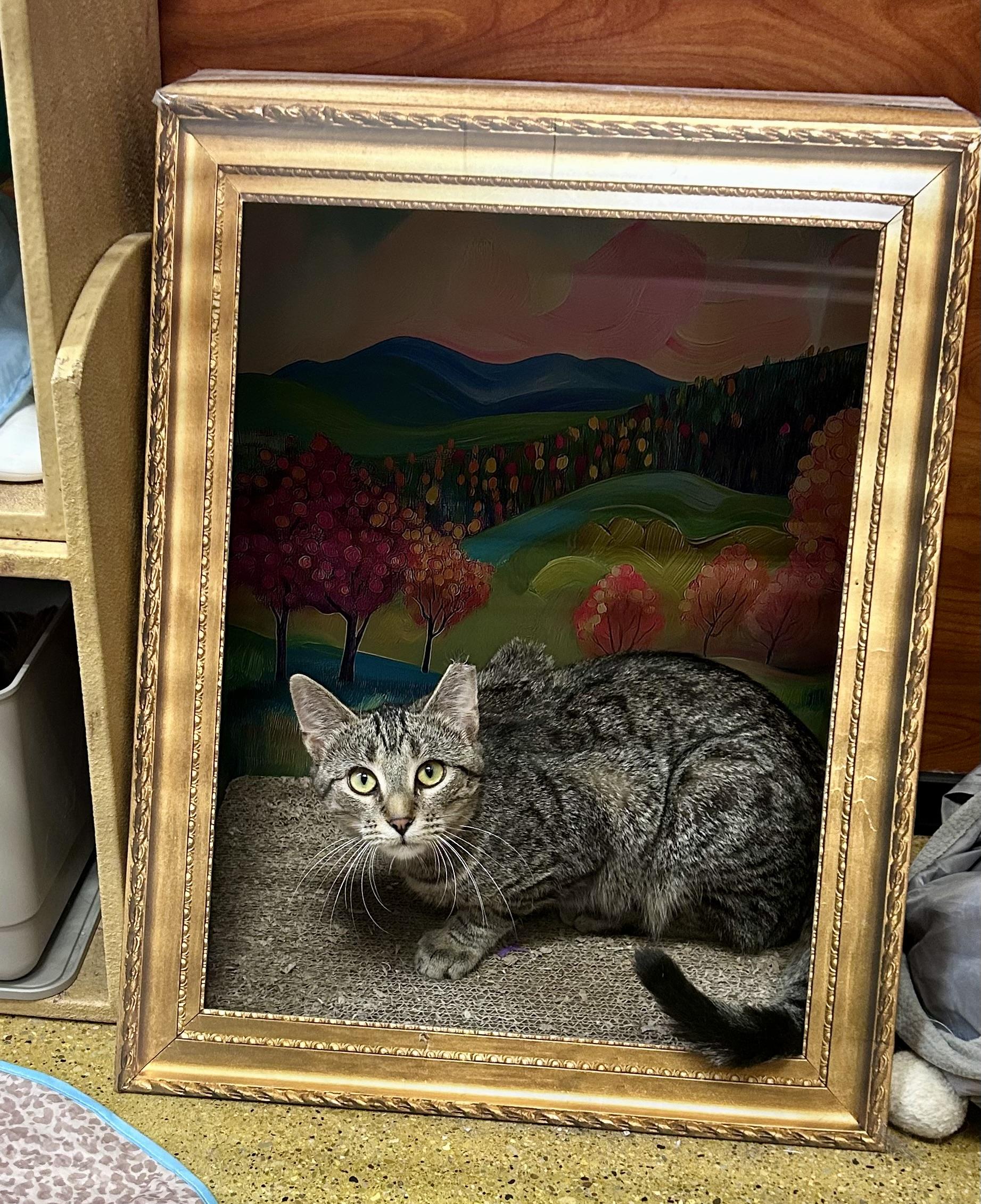 Enlarge Juliette, a ADOPTABLE Domestic Short Hair in Vernon Hills, IL image 1/3