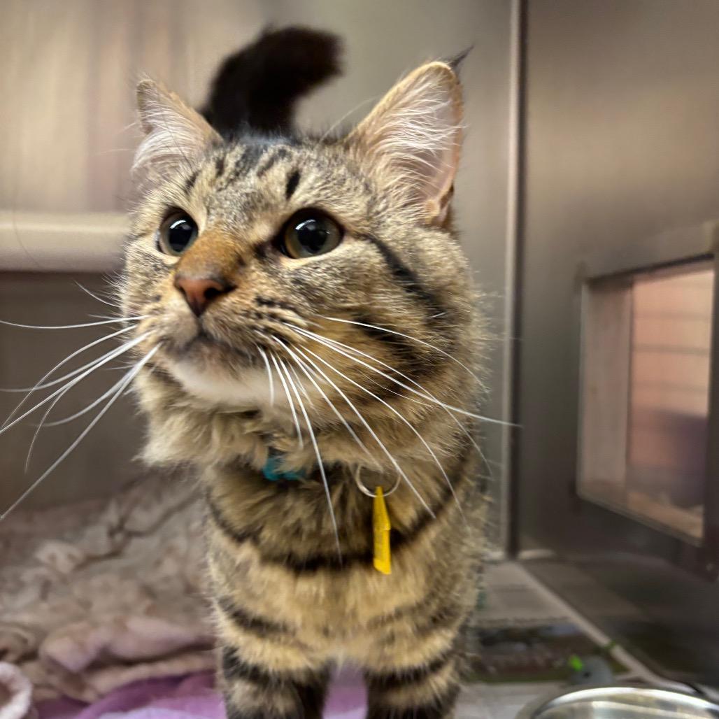 Ace-See my Video!, Adoptable, Young Male Domestic Long Hair.