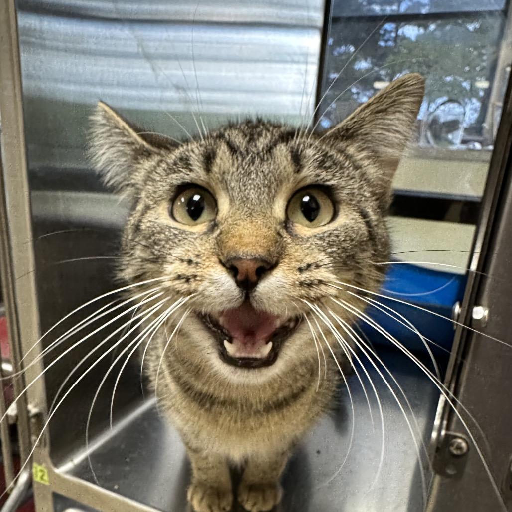 Snoot, Adoptable, Adult Female Domestic Short Hair.