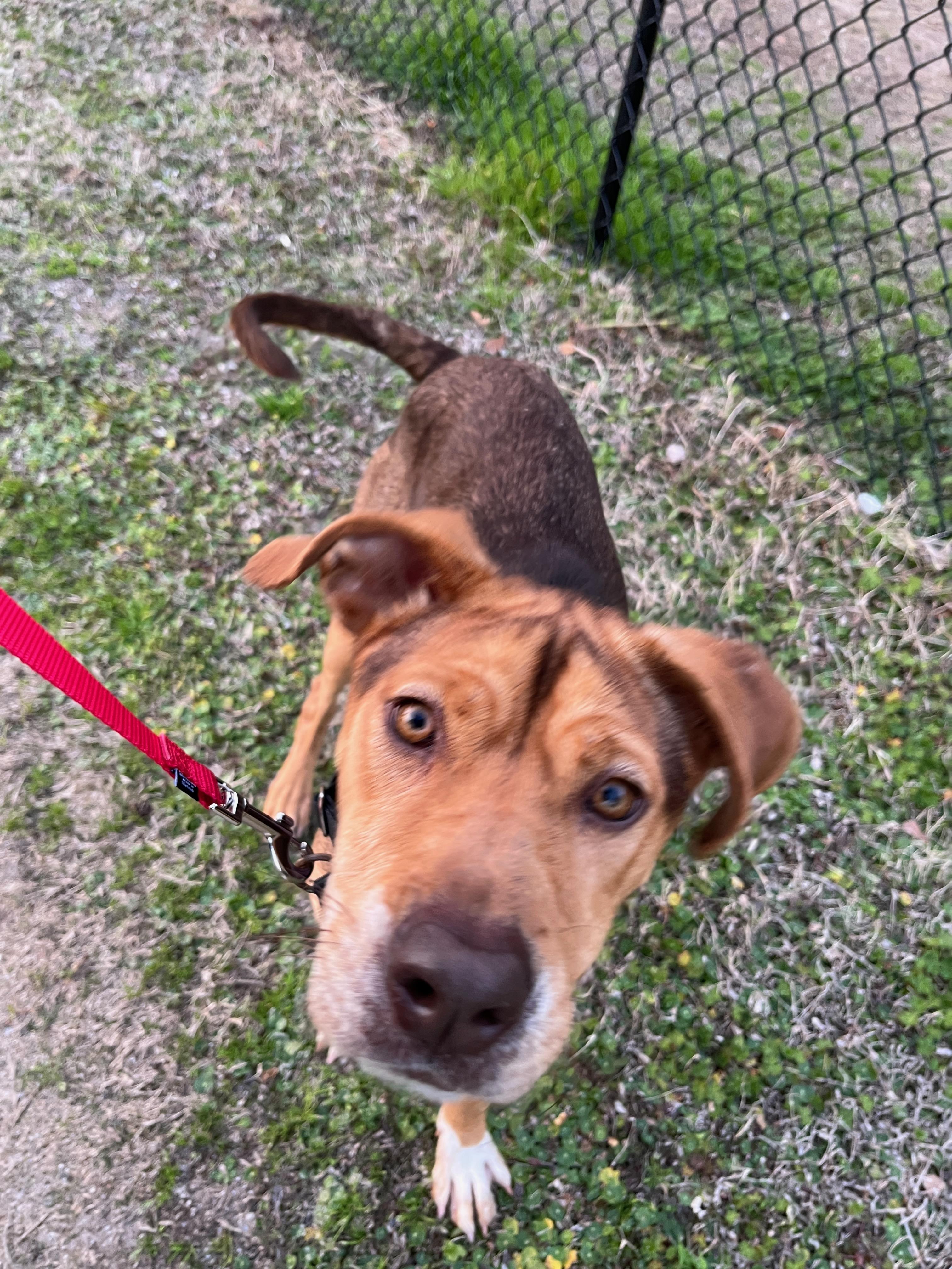 LADY, a ADOPTABLE mixed breed in Edisto Island, SC image 5/6