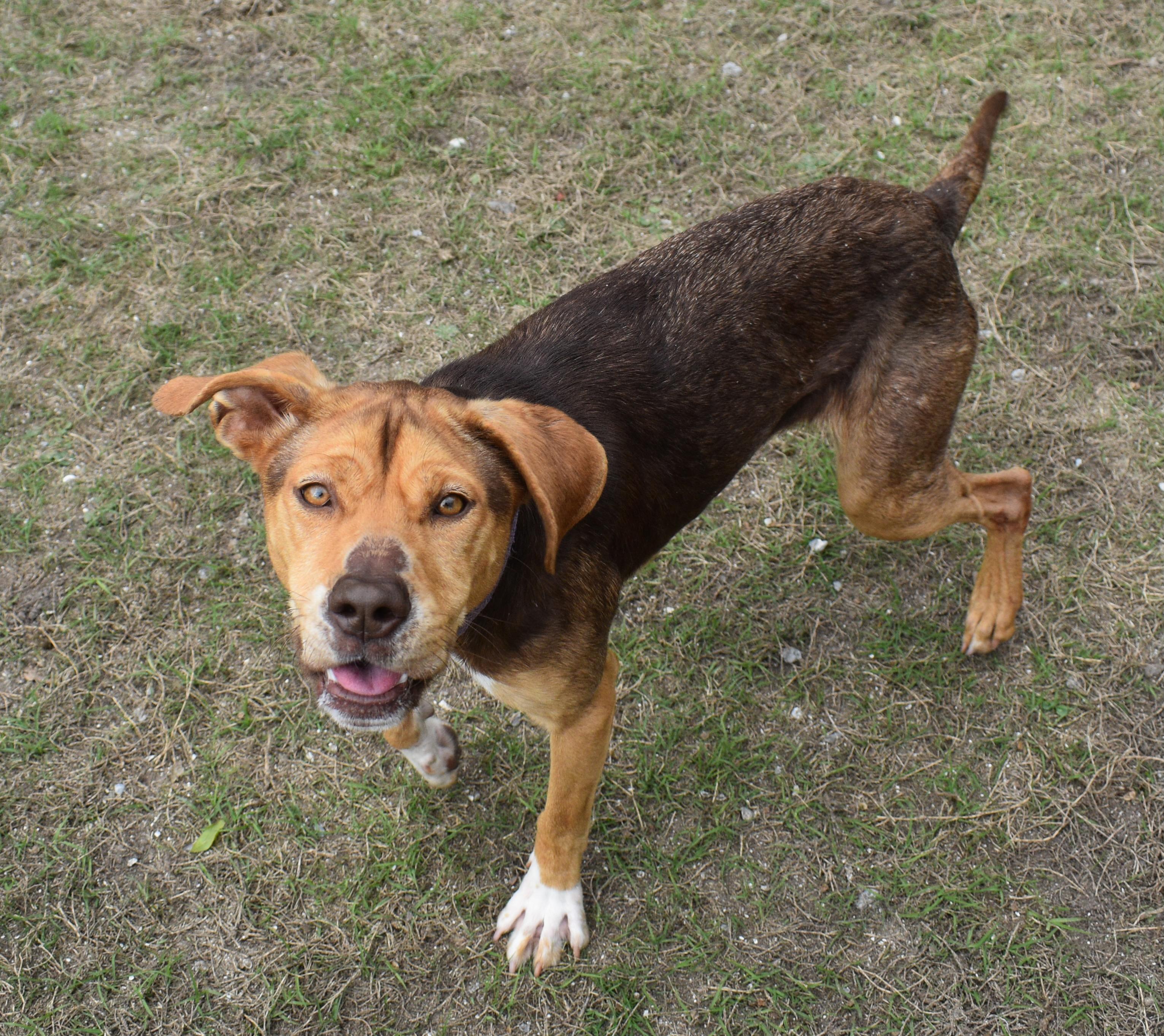 LADY, ADOPTABLE, Young Female Hound & Catahoula Leopard Dog.