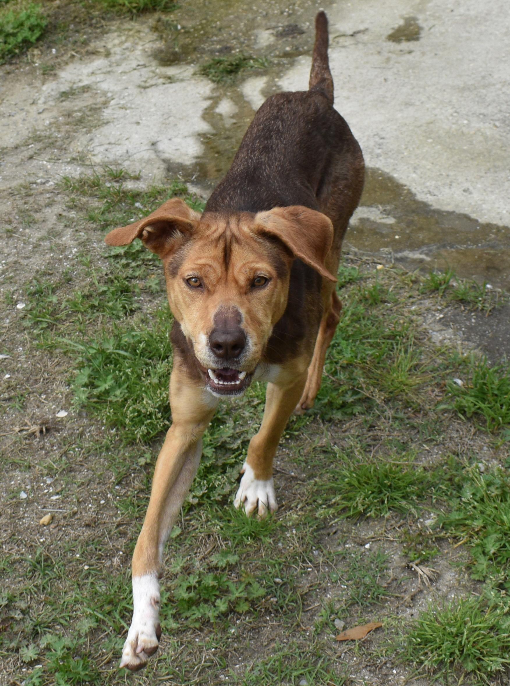 LADY, a ADOPTABLE mixed breed in Edisto Island, SC image 2/6