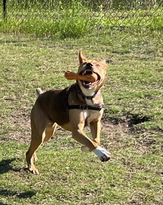 LADY, a ADOPTABLE mixed breed in Edisto Island, SC image 4/6