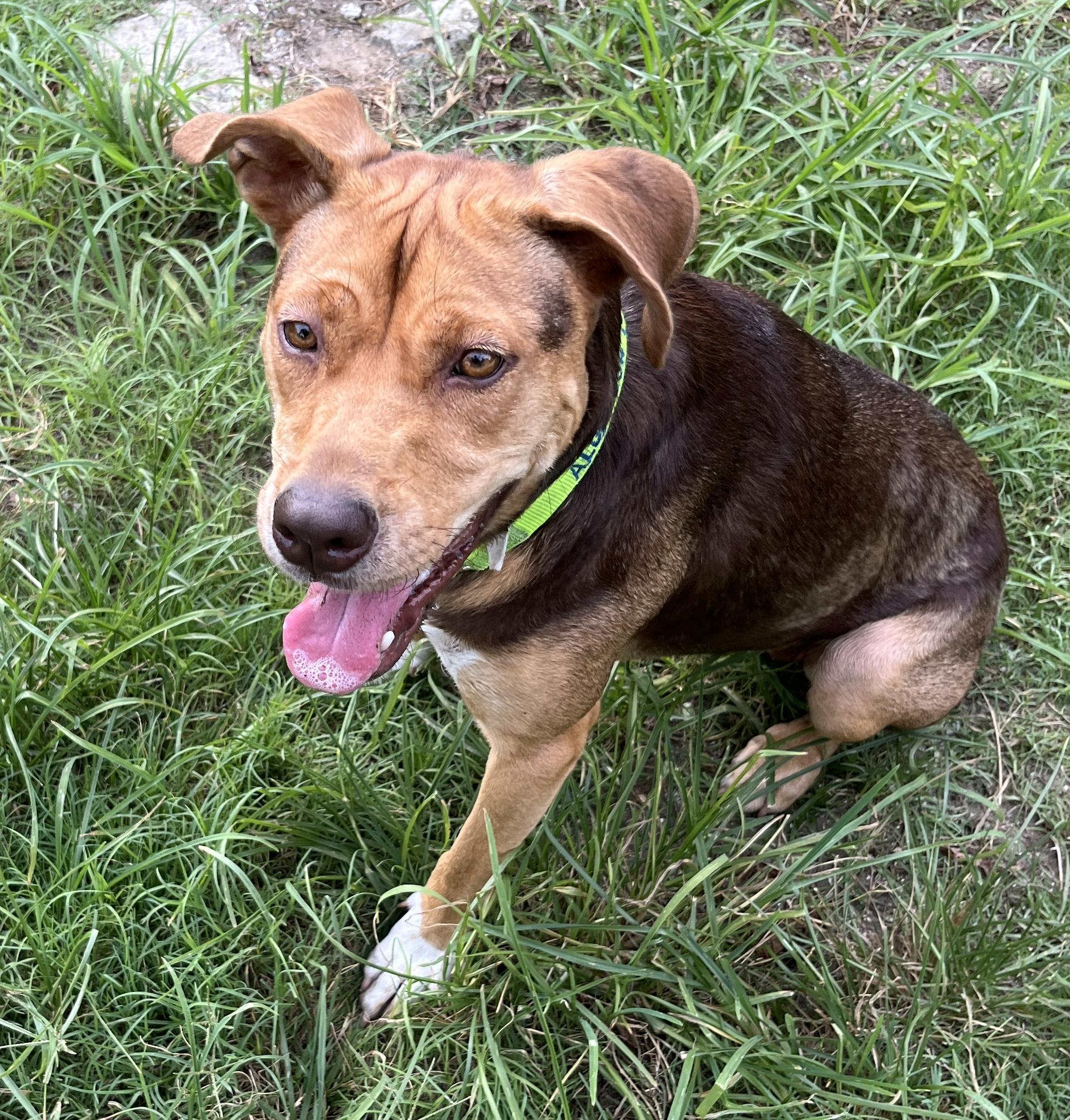 LADY, a ADOPTABLE mixed breed in Edisto Island, SC image 3/6