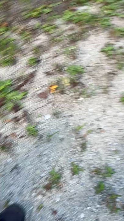 Enlarge LADY, a ADOPTABLE mixed breed in Edisto Island, SC video 6/6