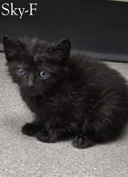 Sky, Adoptable, Kitten Female Domestic Medium Hair & Domestic Short Hair.