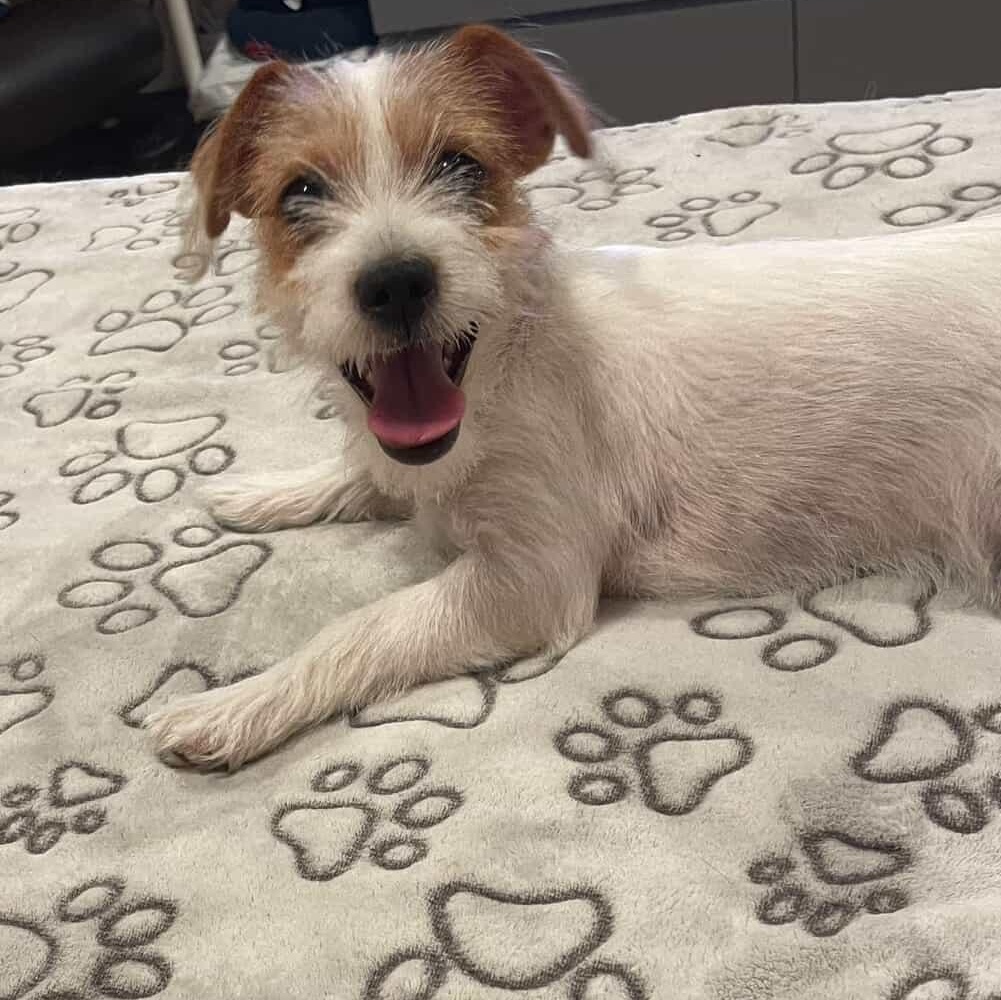 PIPER, adopted, Puppy Female Jack Russell Terrier & Maltese.