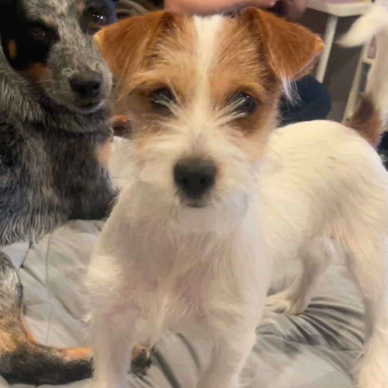 Enlarge PIPER, an adopted mixed breed in New Haven, CT image 2/2