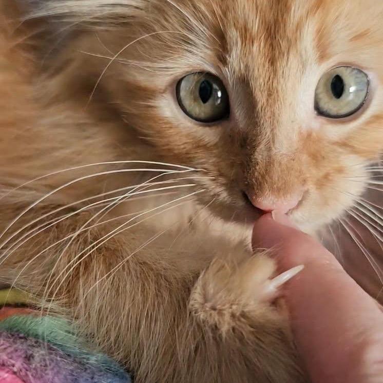 Mr Darcy, Adoptable, Young Male Domestic Long Hair.