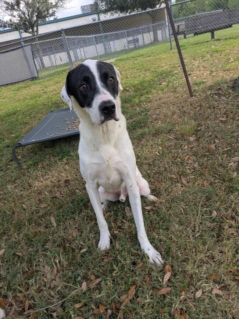 BUDDY, Adoptable, Adult Male Pointer & Mixed Breed.