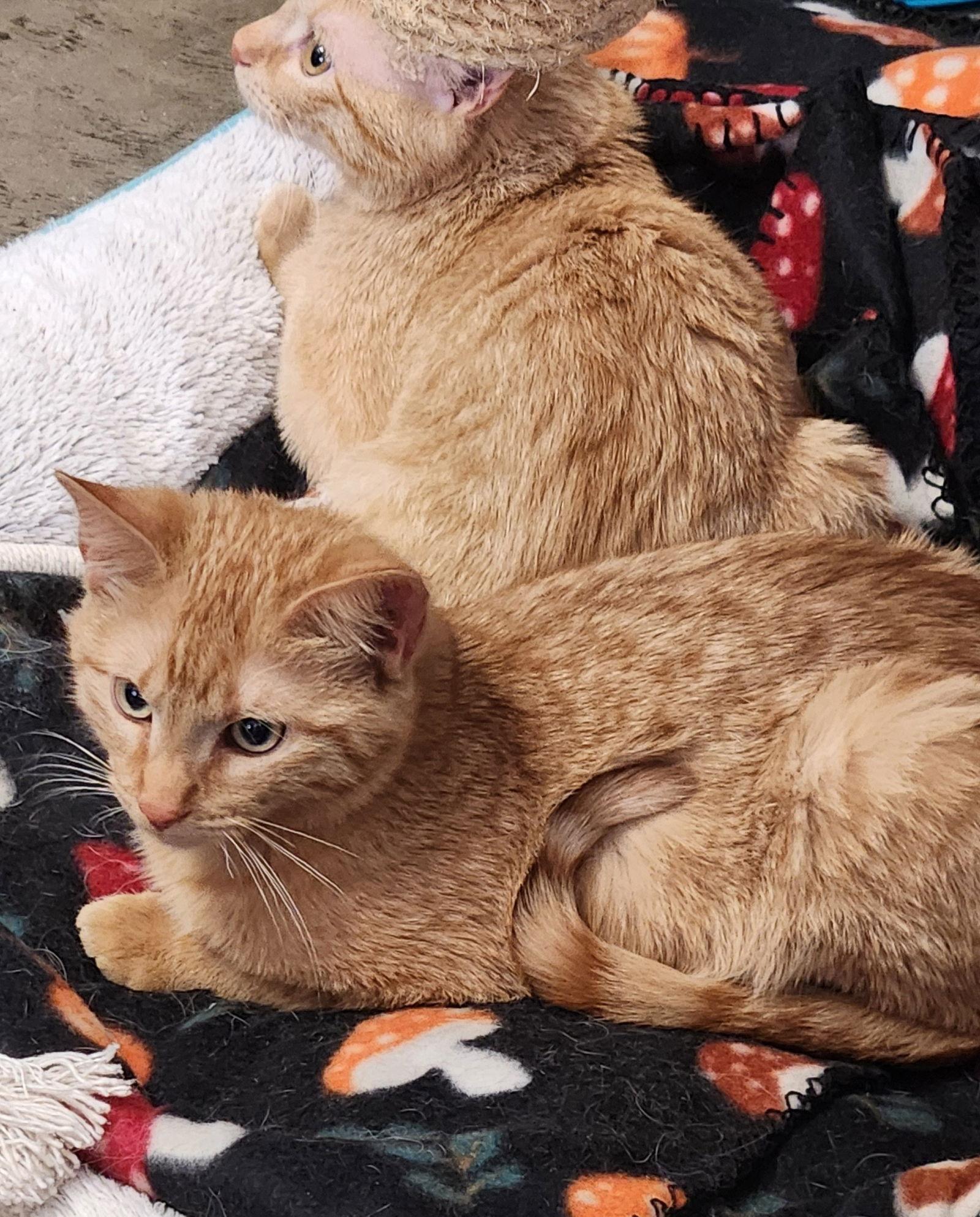 Enlarge Odin, a Adoptable mixed breed in Clinton, OK image 2/3