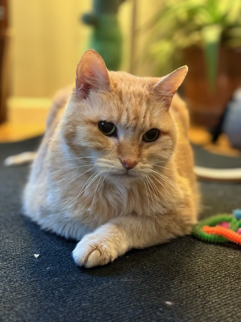 Enlarge Leona, a Adoptable Domestic Medium Hair in Los Angeles, CA image 2/6