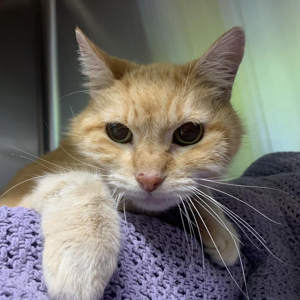 Enlarge Leona, a Adoptable Domestic Medium Hair in Los Angeles, CA image 3/6