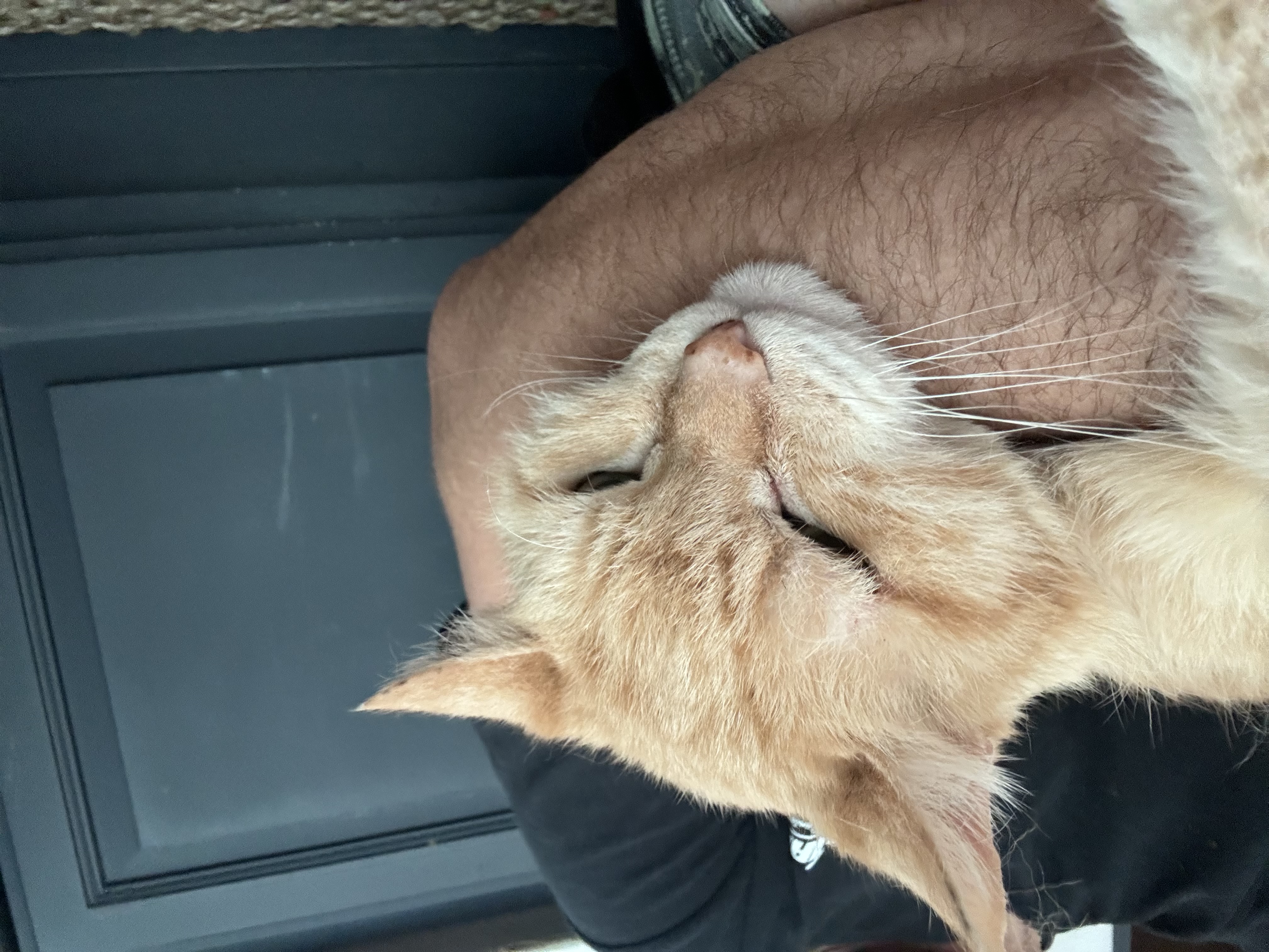 Enlarge Leona, a Adoptable Domestic Medium Hair in Los Angeles, CA image 6/6