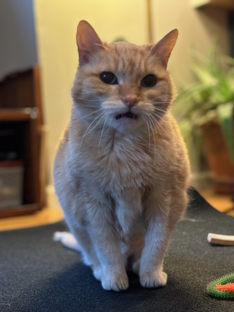 Enlarge Leona, a Adoptable Domestic Medium Hair in Los Angeles, CA image 4/6