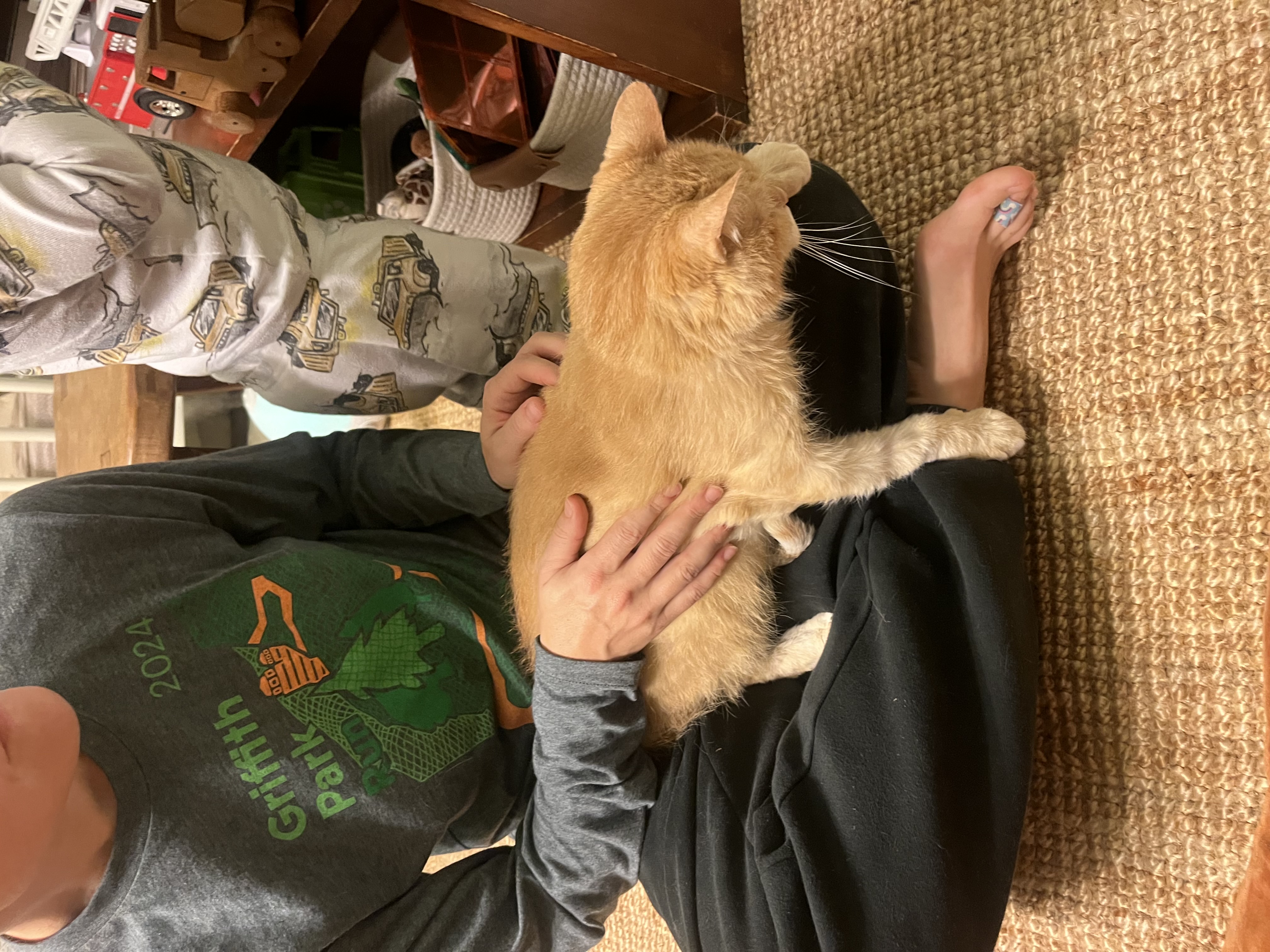 Enlarge Leona, a Adoptable Domestic Medium Hair in Los Angeles, CA image 5/6