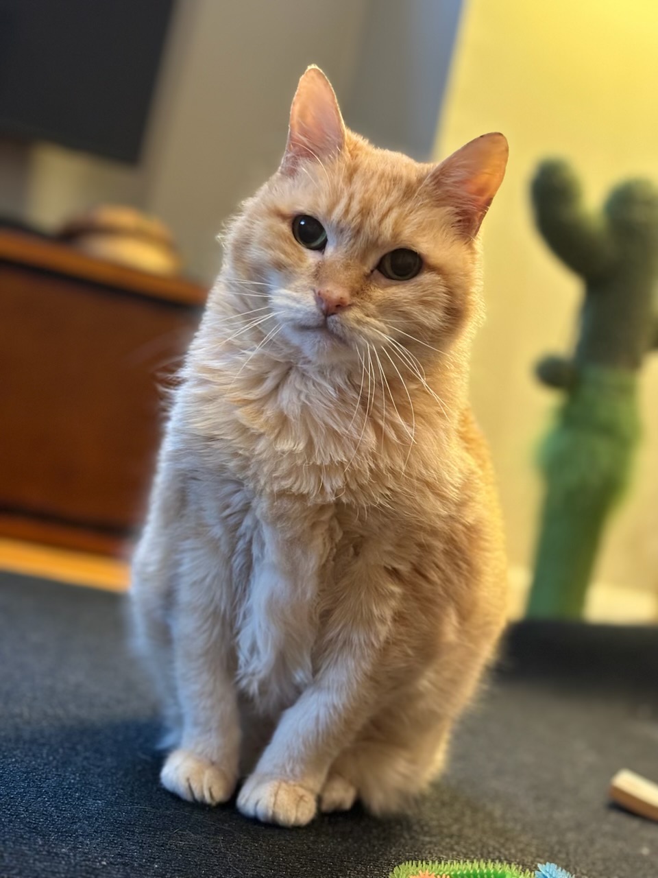 Enlarge Leona, a Adoptable Domestic Medium Hair in Los Angeles, CA image 1/6