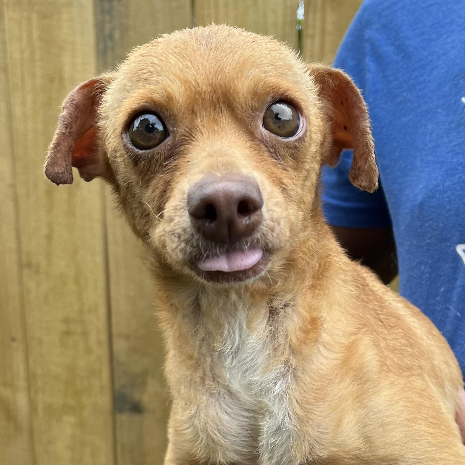 Enlarge Dolby - Local Dec 19-21, a Adoptable mixed breed in Gresham, OR image 5/6