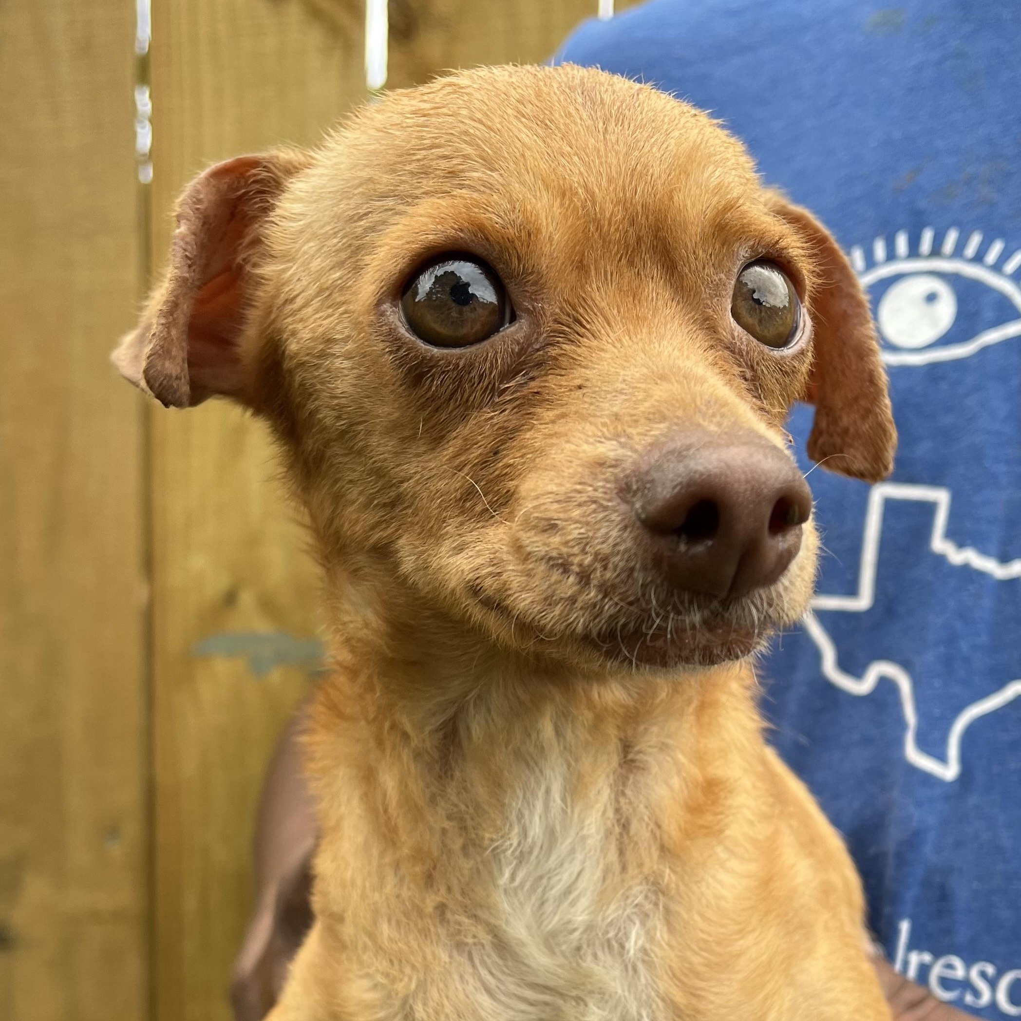 Enlarge Dolby - Local Dec 19-21, a Adoptable mixed breed in Gresham, OR image 4/6