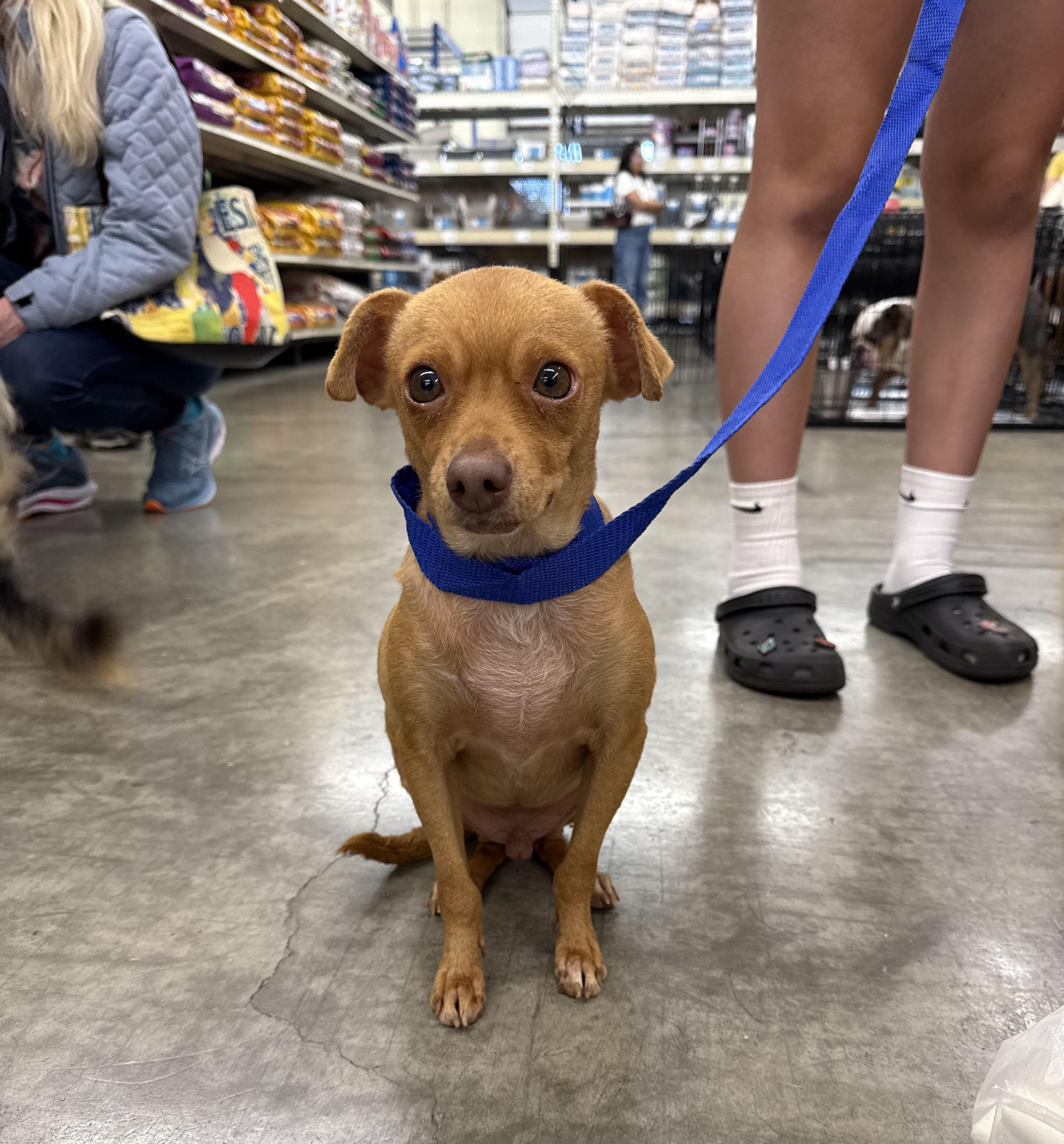 Dolby - Local Dec 19-21, Adoptable, Young Male Chihuahua.