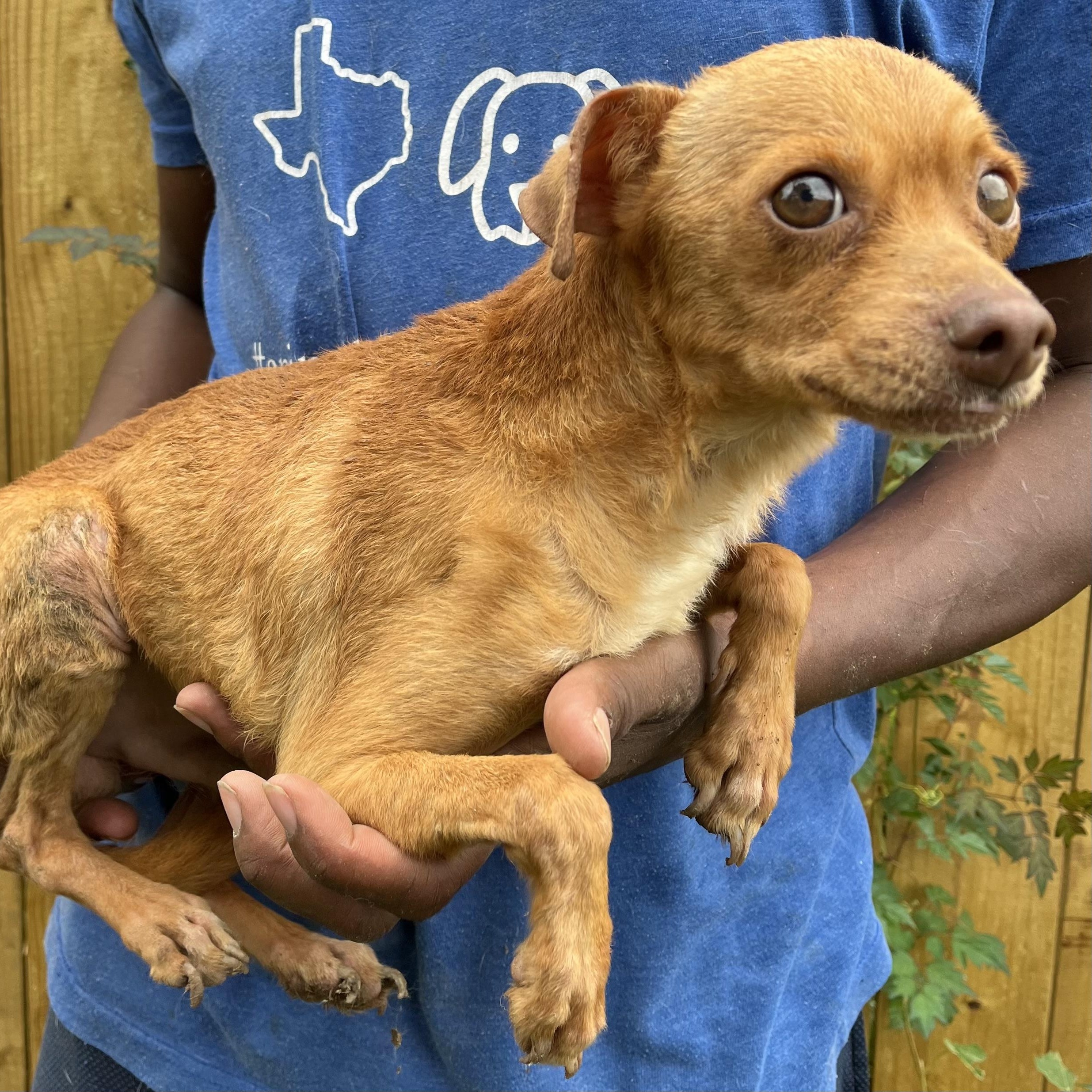 Enlarge Dolby - Local Dec 19-21, a Adoptable mixed breed in Gresham, OR image 6/6