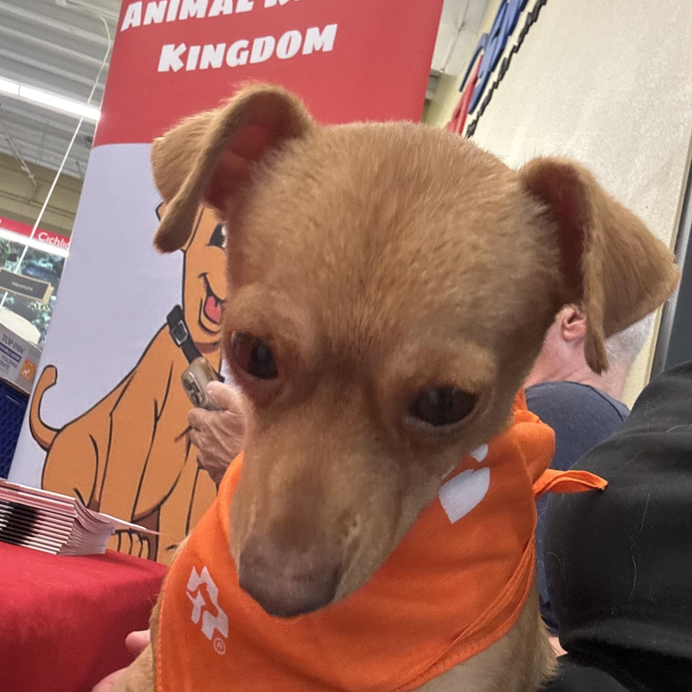 Enlarge Dolby - Local Dec 19-21, a Adoptable mixed breed in Gresham, OR image 3/6